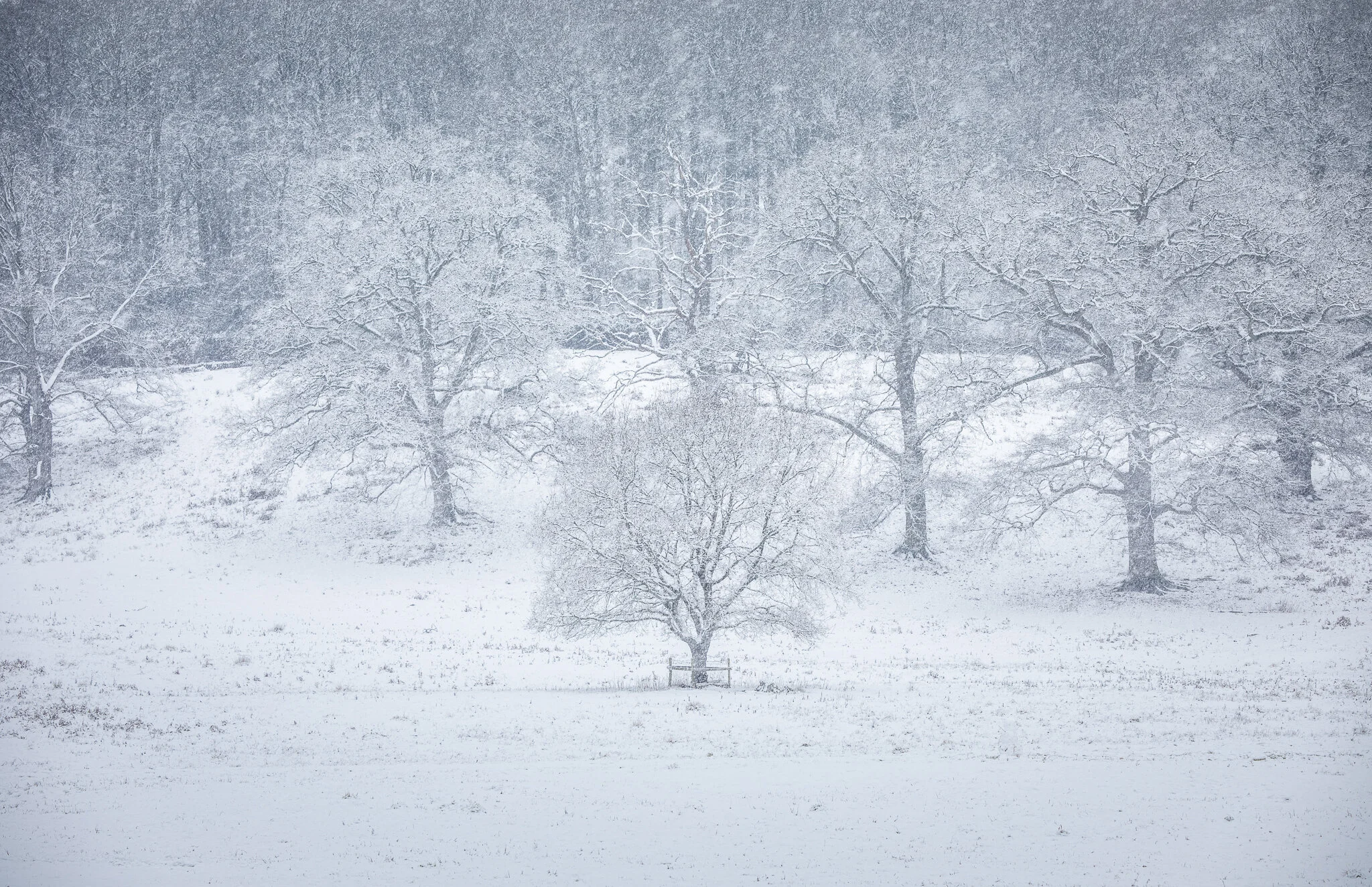 Trees in Snowfall