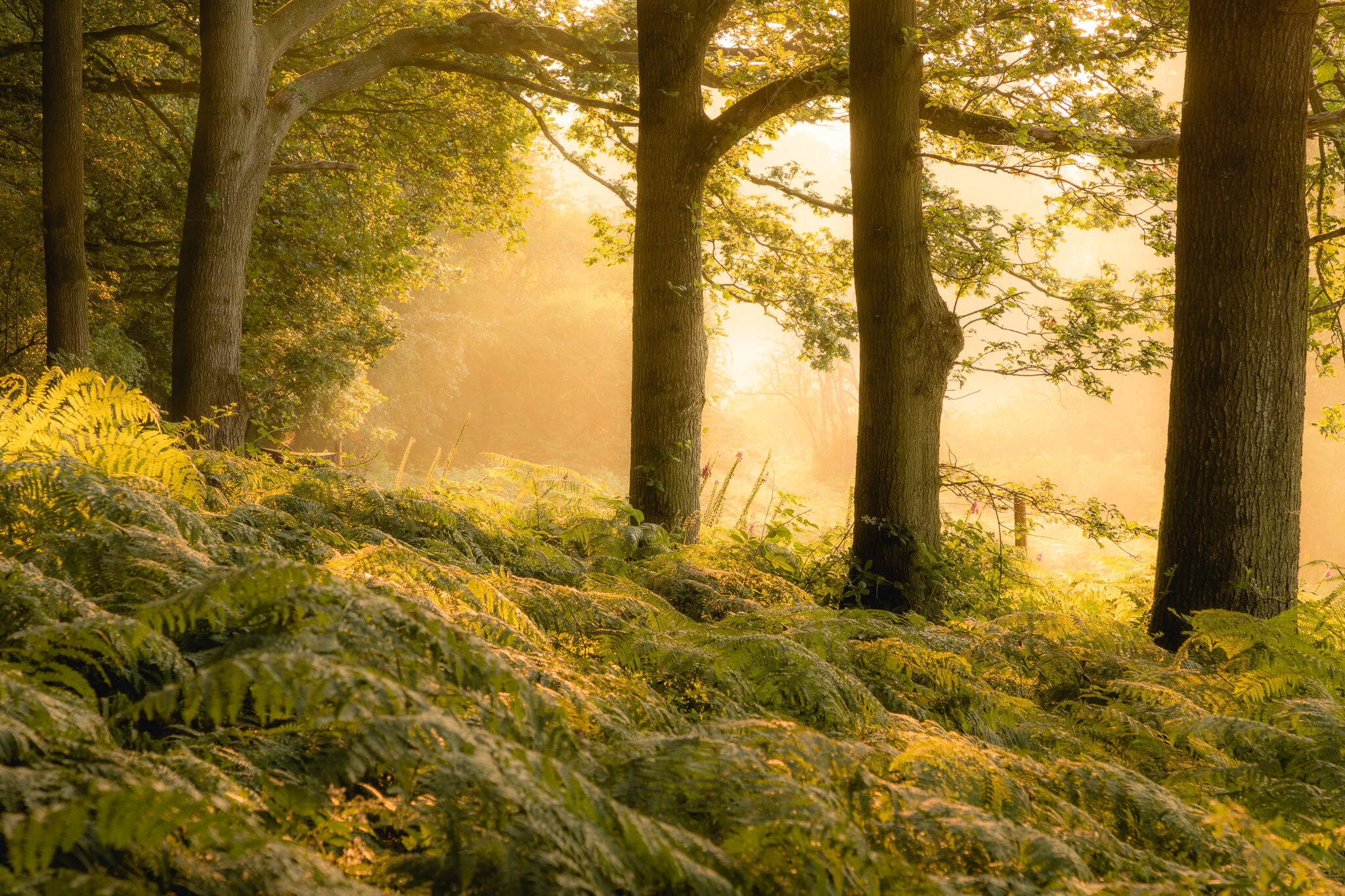 A line of oak trees acting as guardians against the golden sunlight and world outside of this beautiful Welsh woodland.