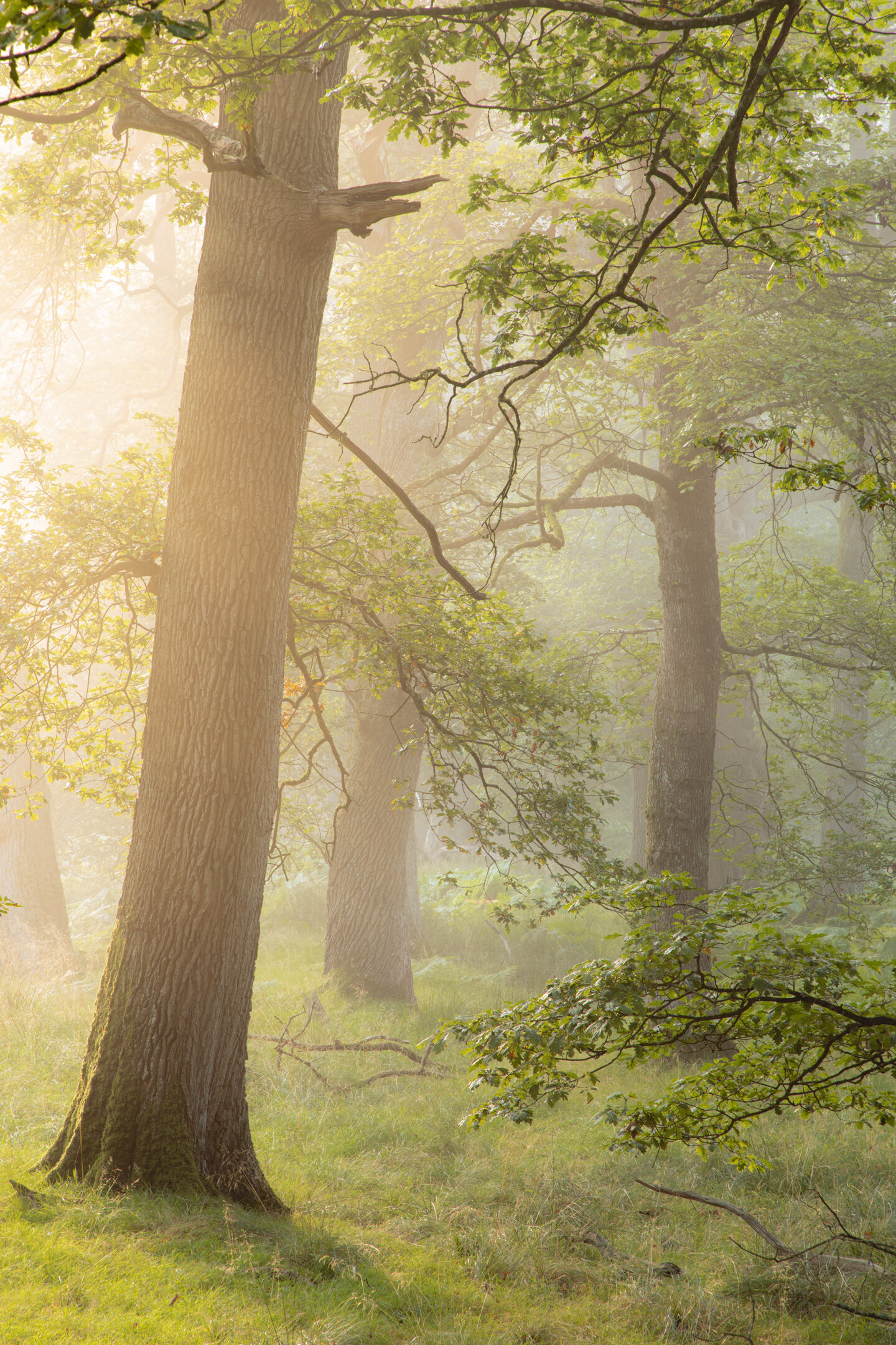 Misty Ancient Oak Woodland