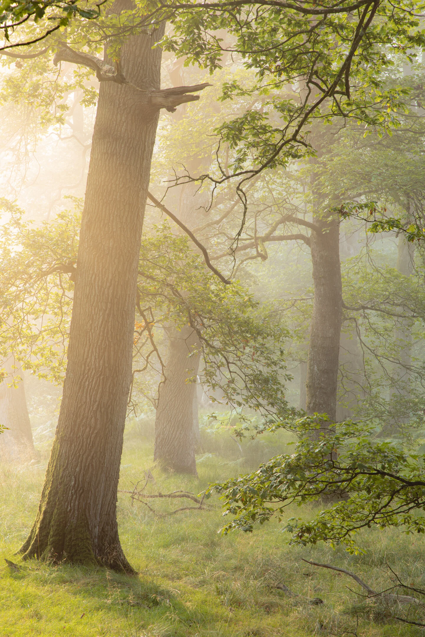 Misty Ancient Oak Woodland