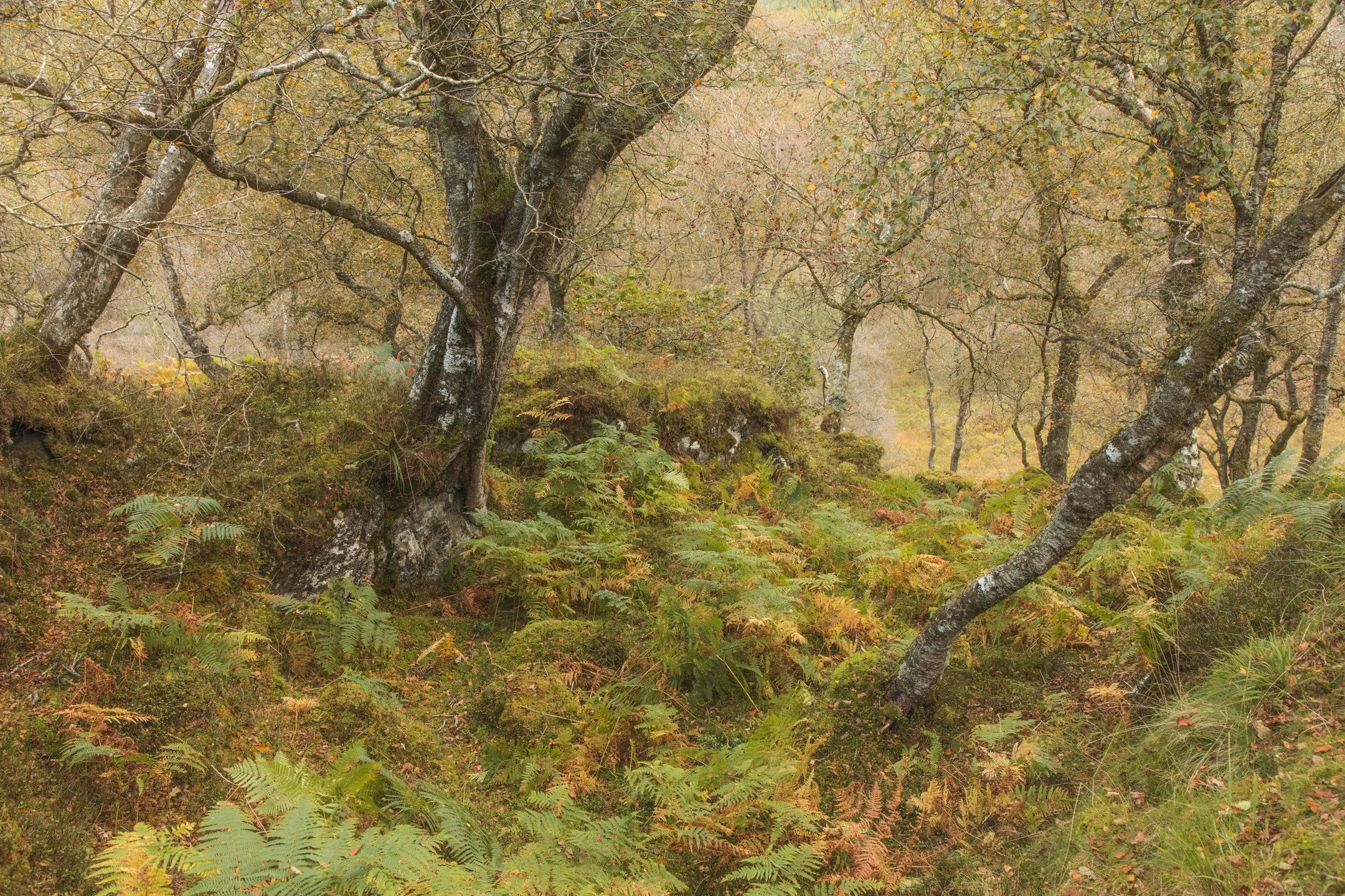 Ancient Autumn Woodland Snowdonia.jpg
