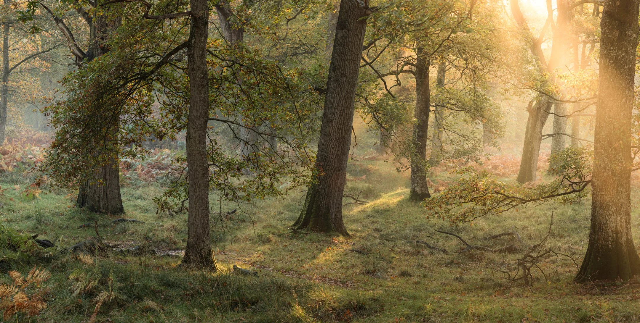 Sunlight Burning Through Morning Fog