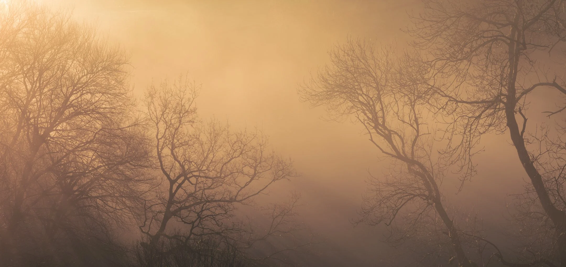 Winter Trees in Golden Light.jpg