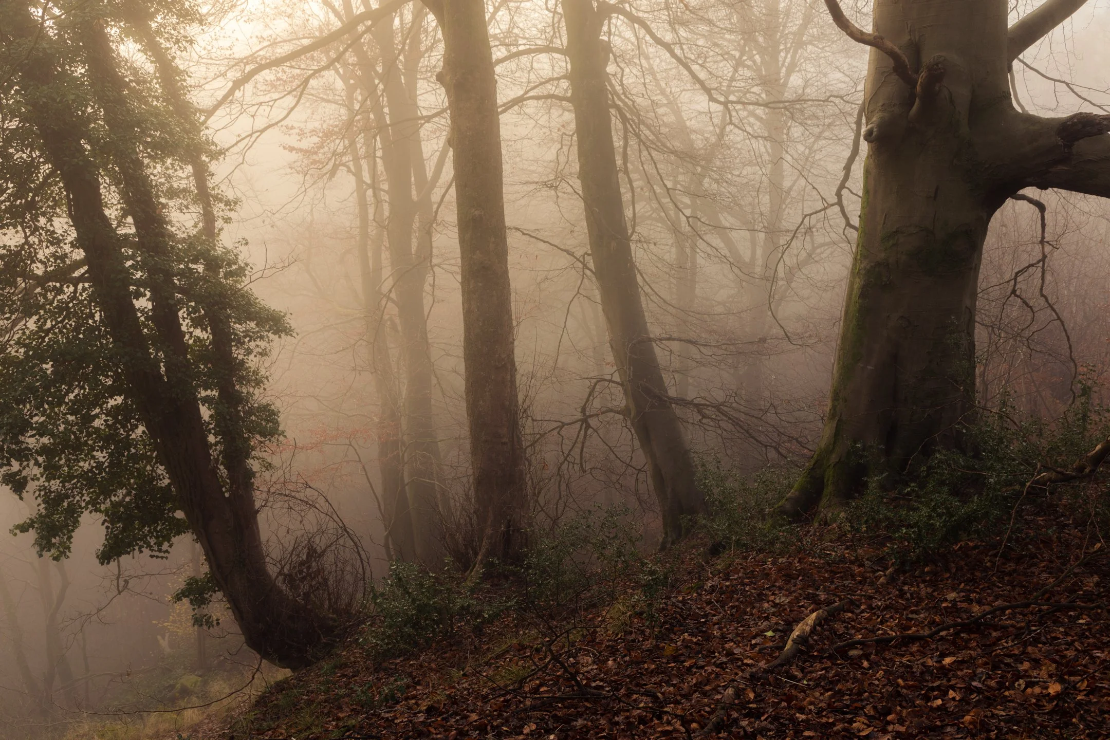 Oak and Beech Trees in Morning Fog-2.jpg