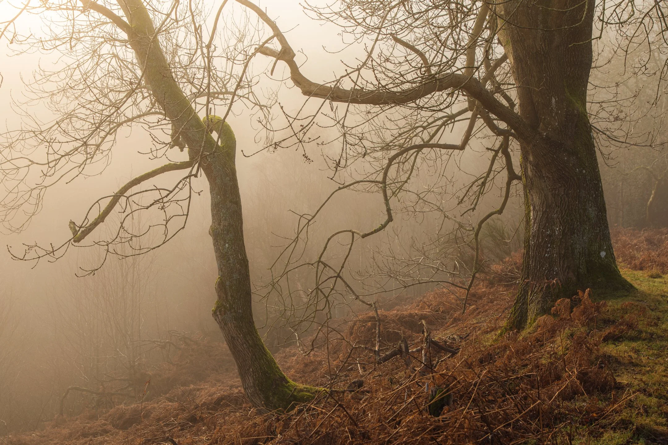 Oak Trees in Morning Fog & Light.jpg