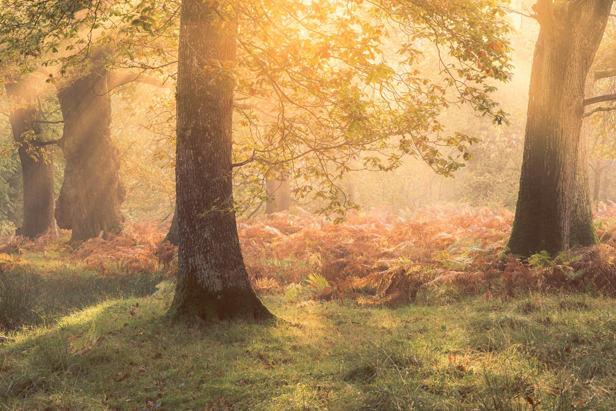 Golden Sunlight Burnc Through Morning Mist