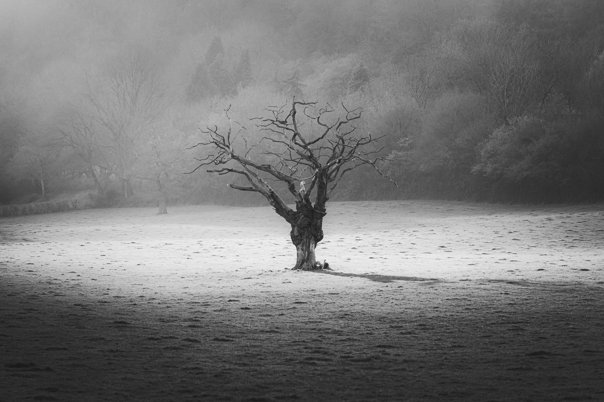 Lone Tree in Sunlight.jpg