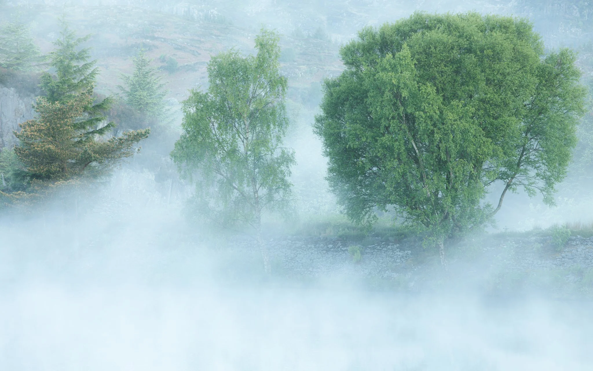 Silver Birch Trees in Morning Mist