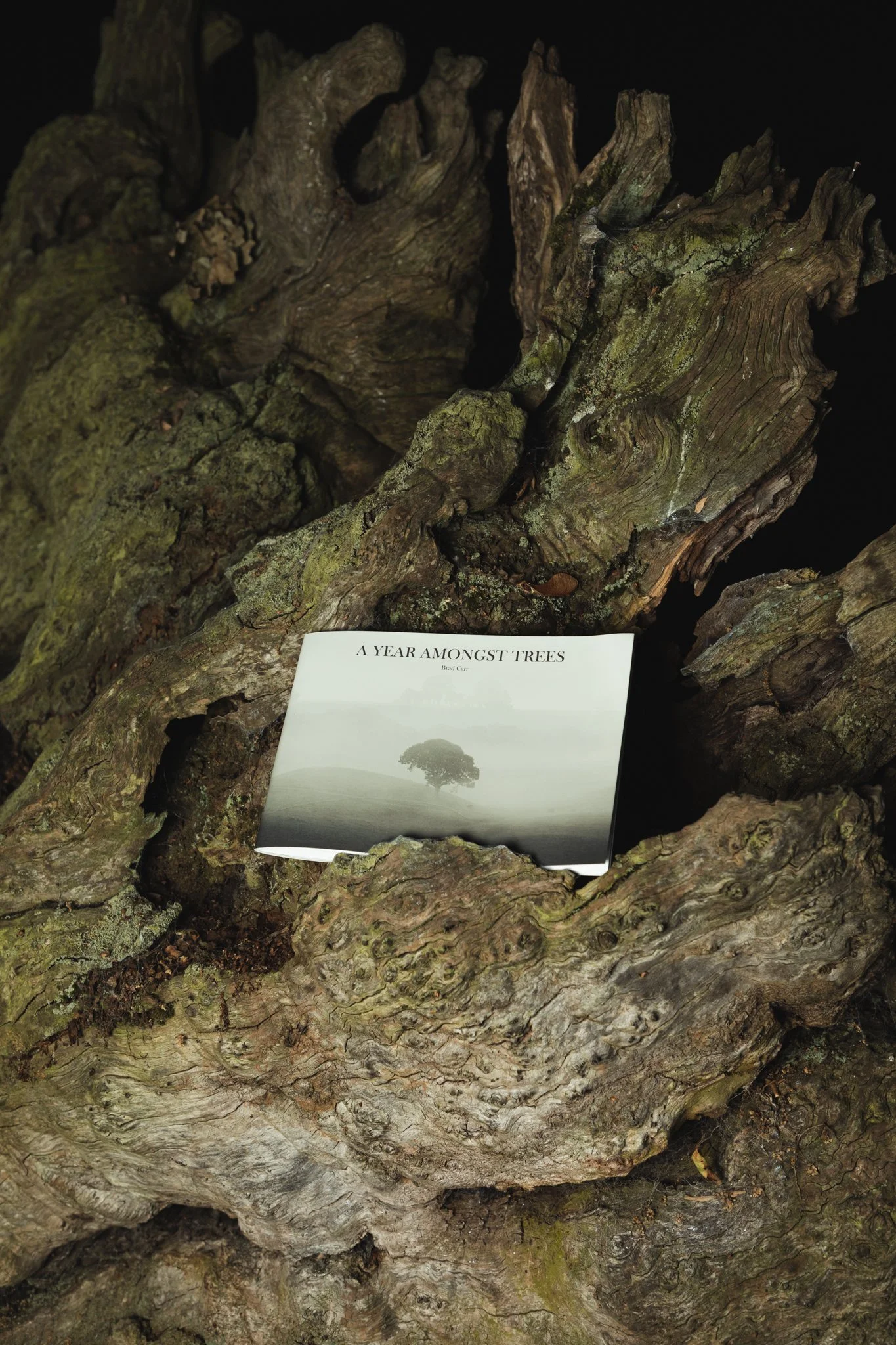 A Year Amongst Trees Zine by Brad Carr