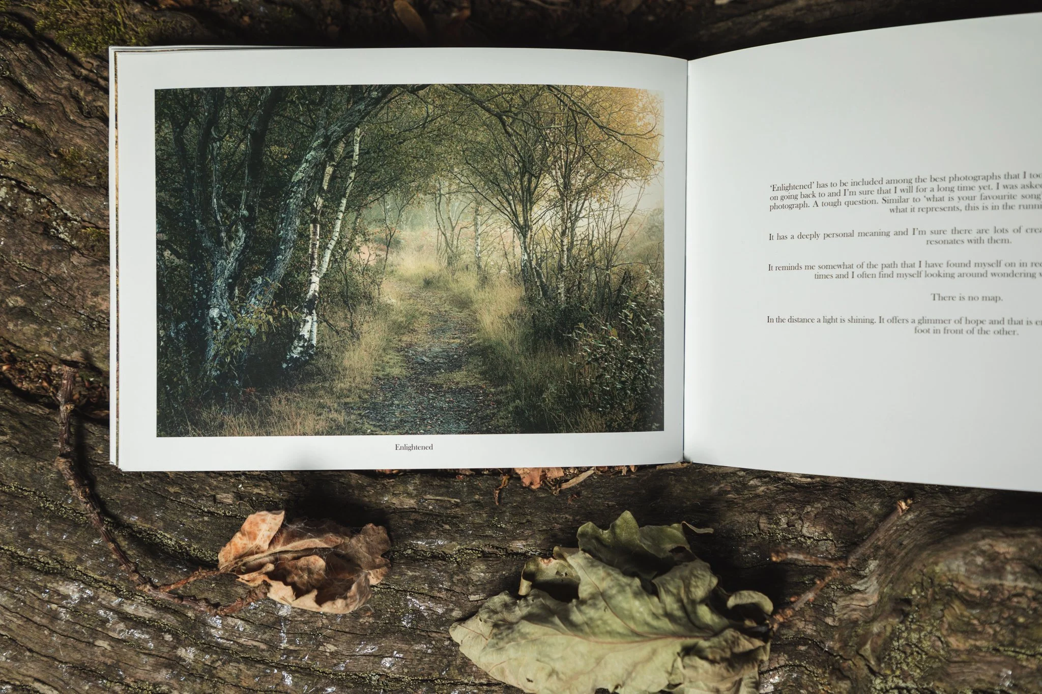 A Year Amongst Trees Zine by Brad Carr