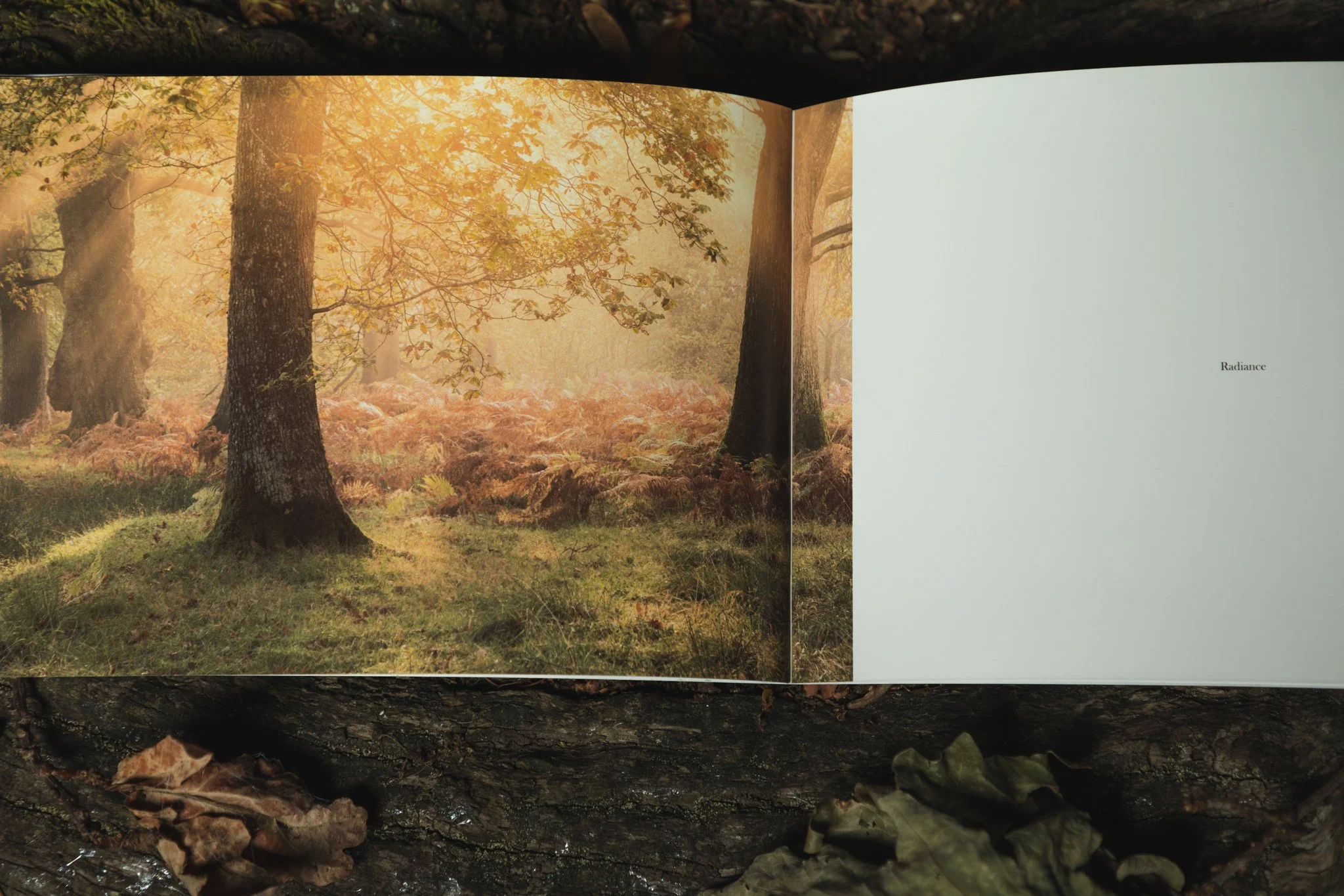 A Year Amongst Trees Zine by Brad Carr