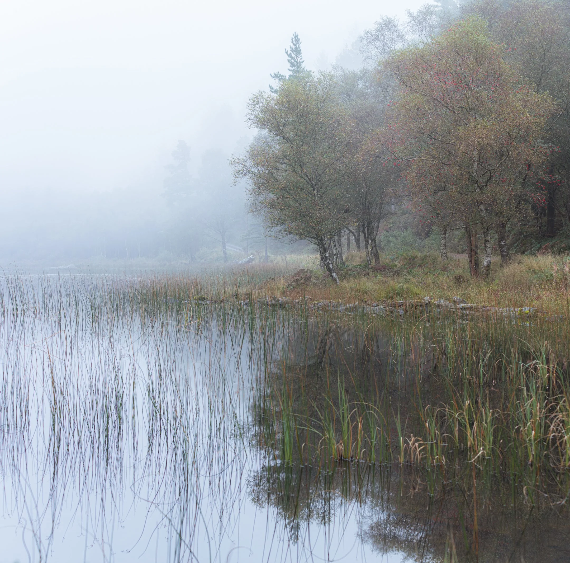 Silver Birch Beside Misty Llyn Bychan