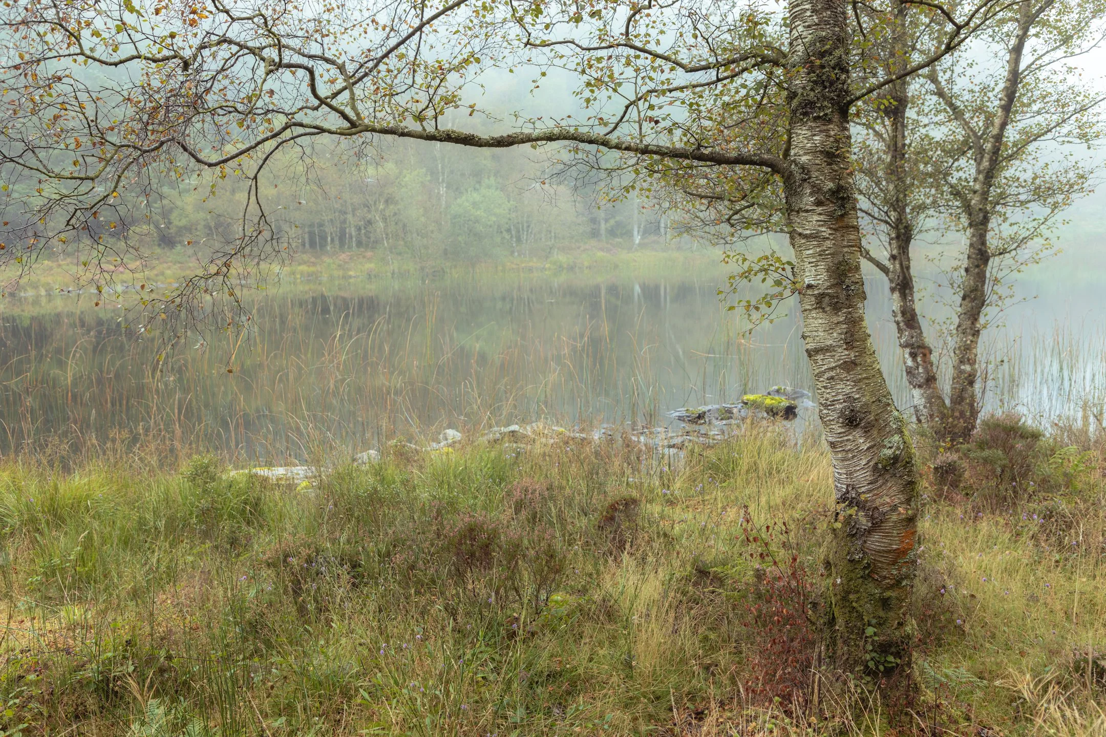 Silver Birch Beside Misty Llyn Bychan