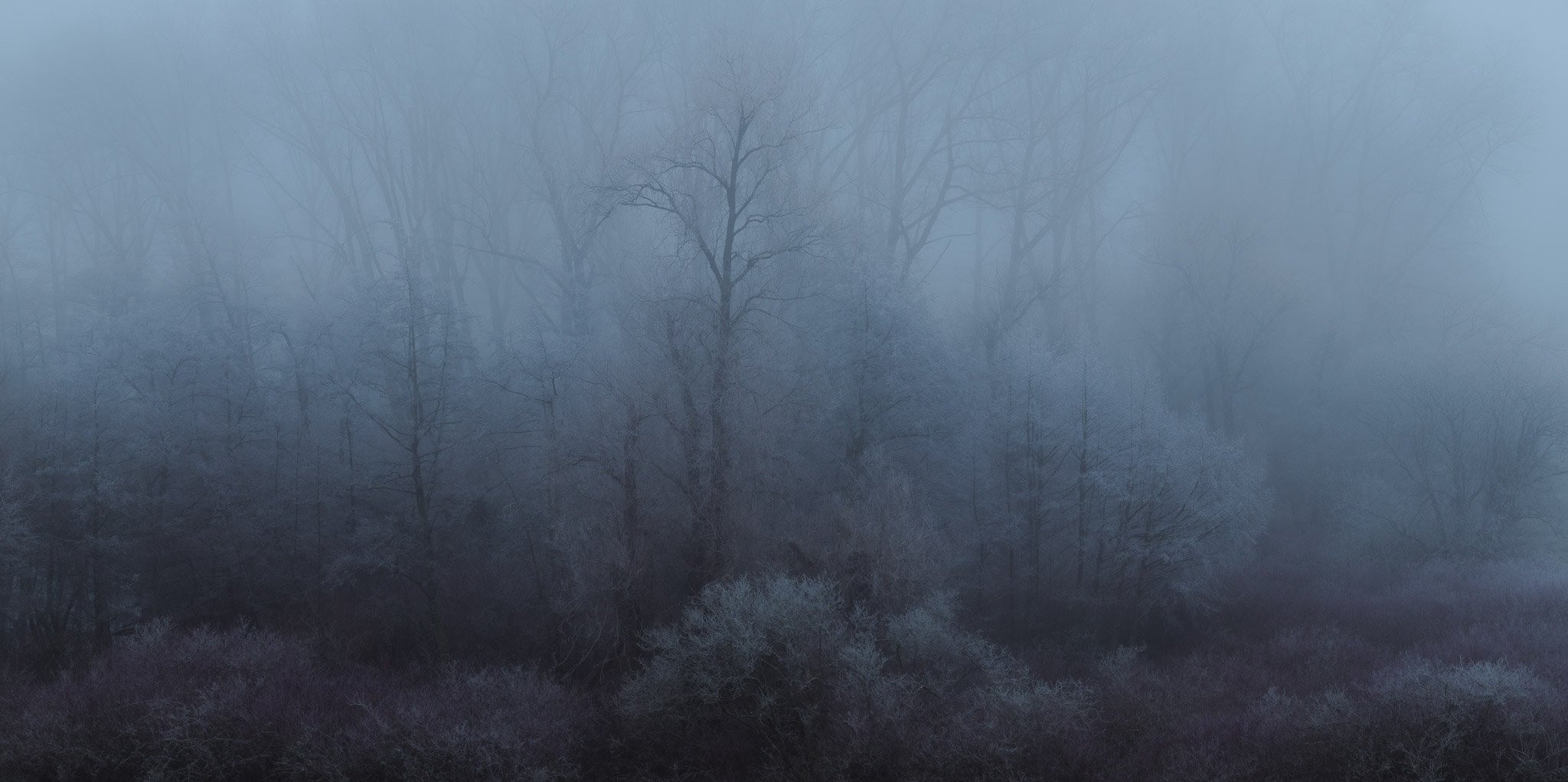 Misty Mid Wales Woodland
