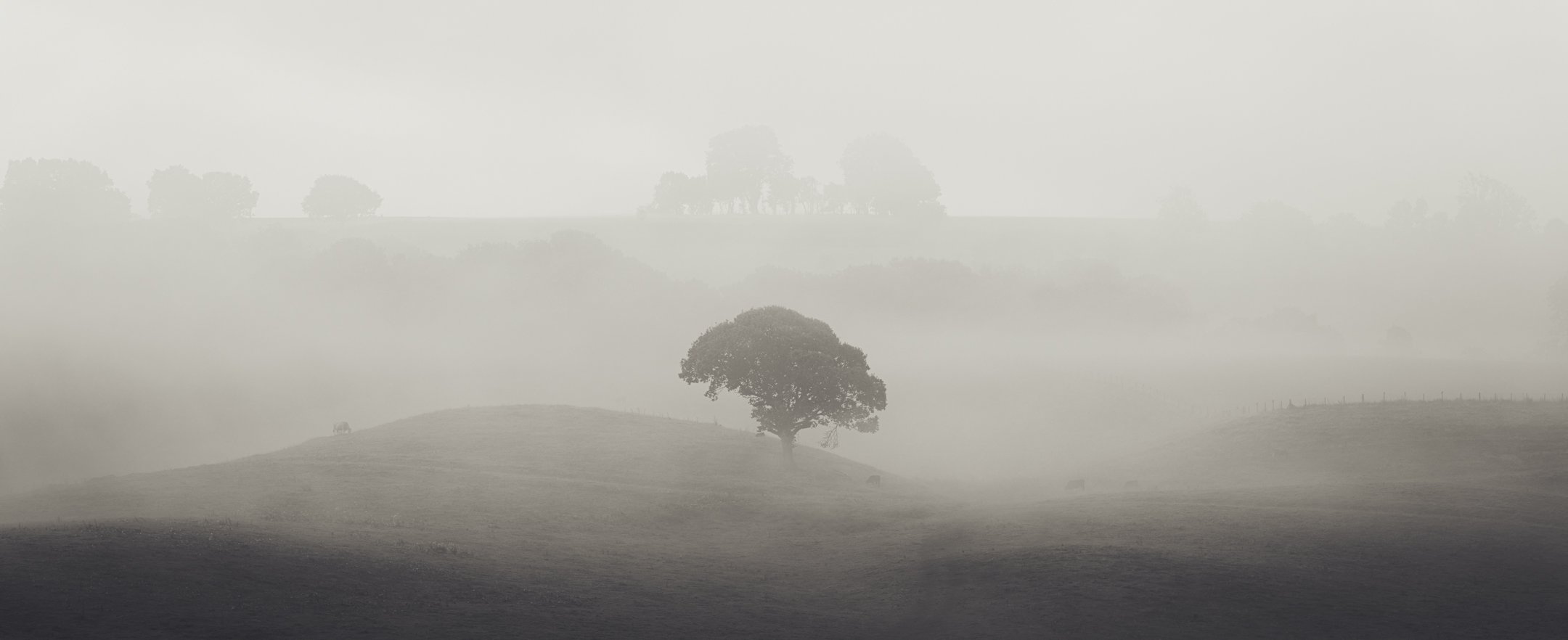 Lone Oak Tree in Misty Field