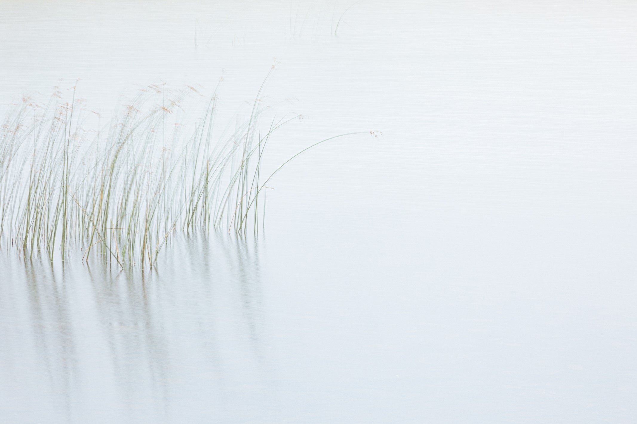Reeds in Mist-3.jpg