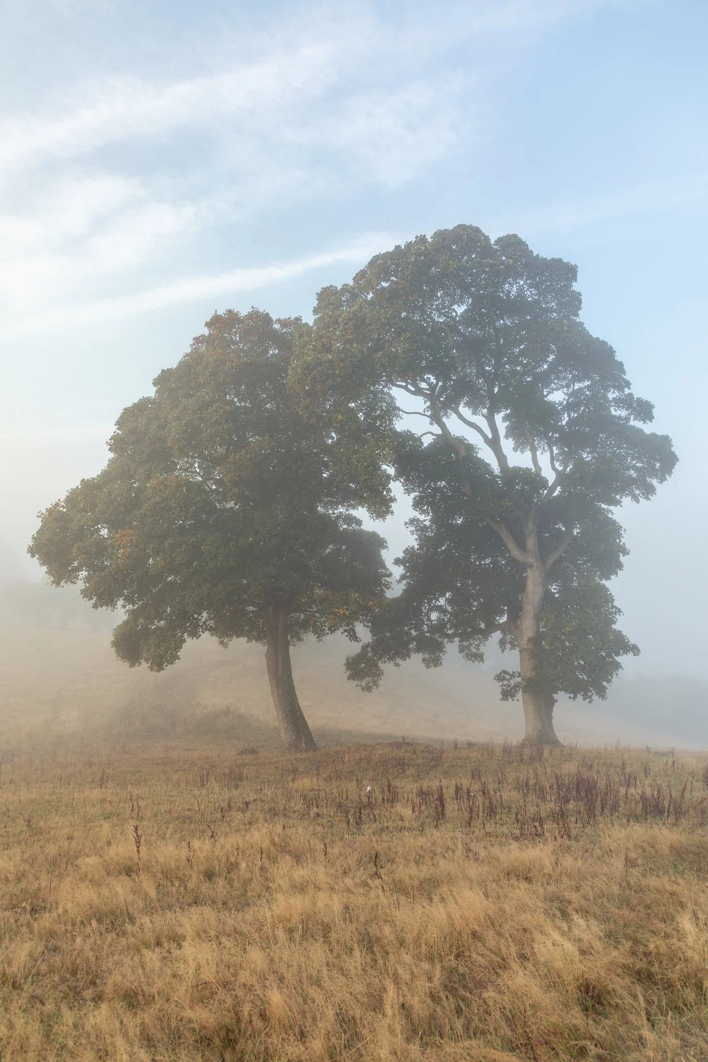 Two Sycamore Trees in Mist