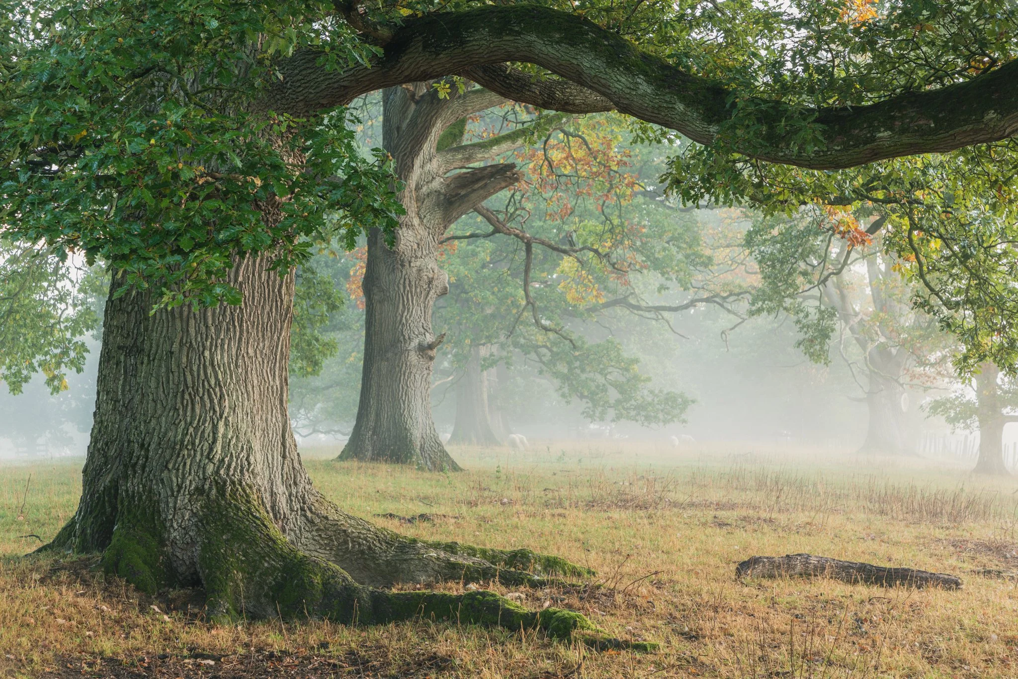 Oak Trees in Fog