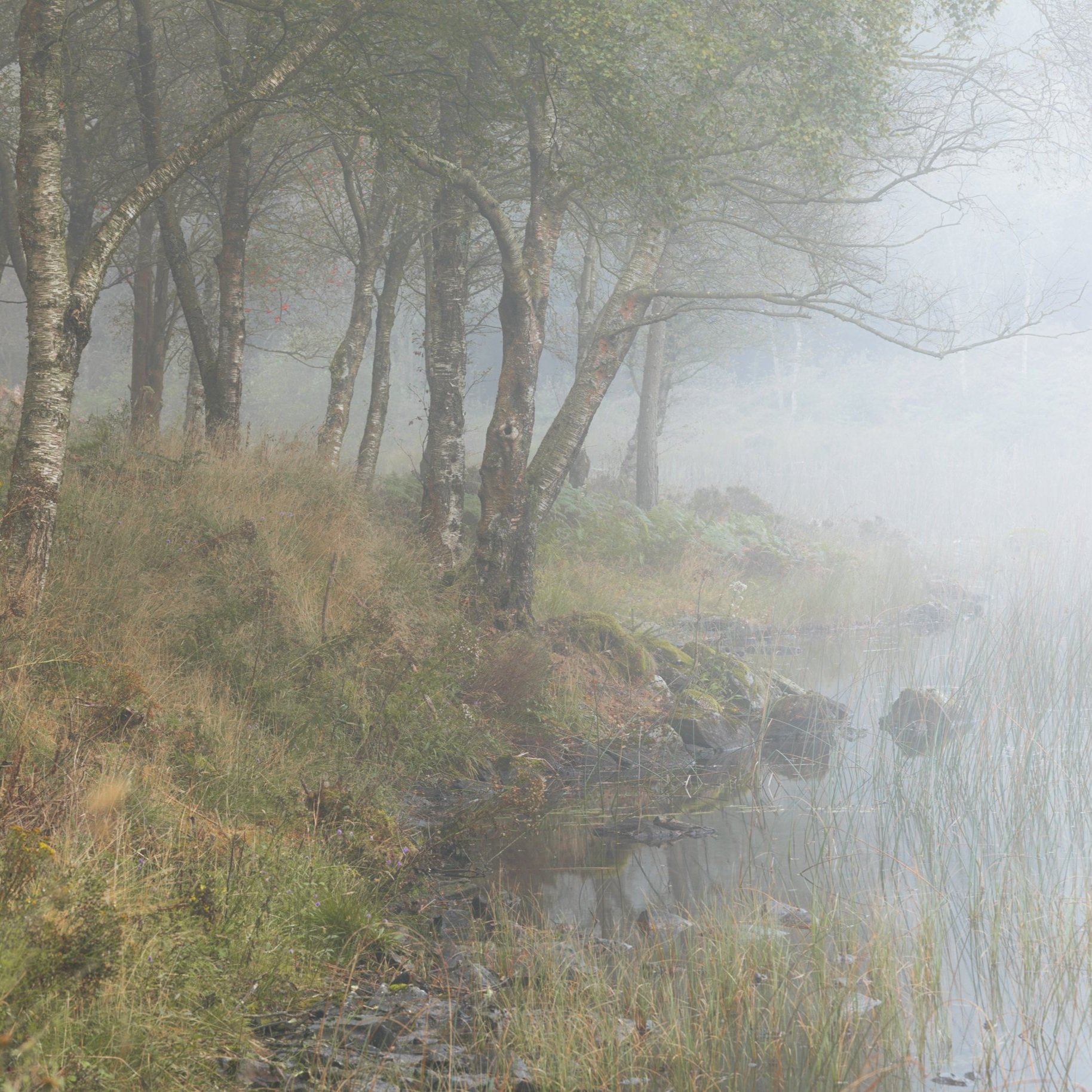 Silver+Biirch+Beside+Misty+Llyn+Bychan.jpg