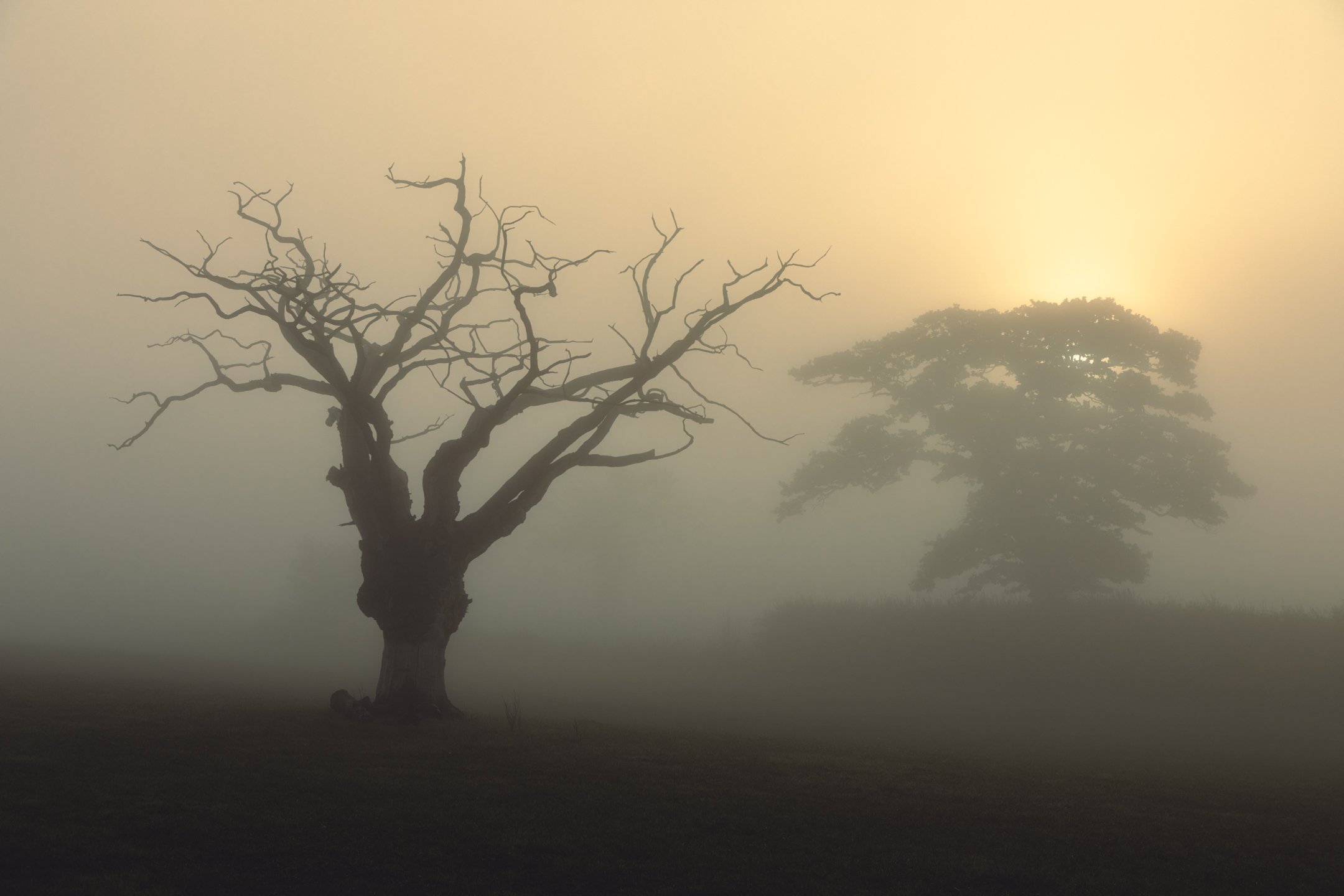 Two Trees in Fog