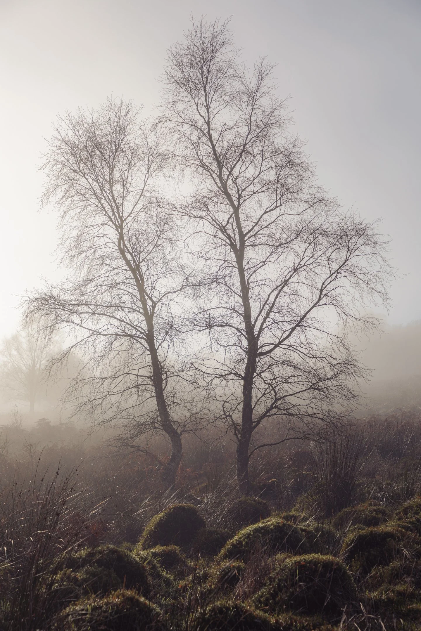 Two Silver Birch Trees in Mist