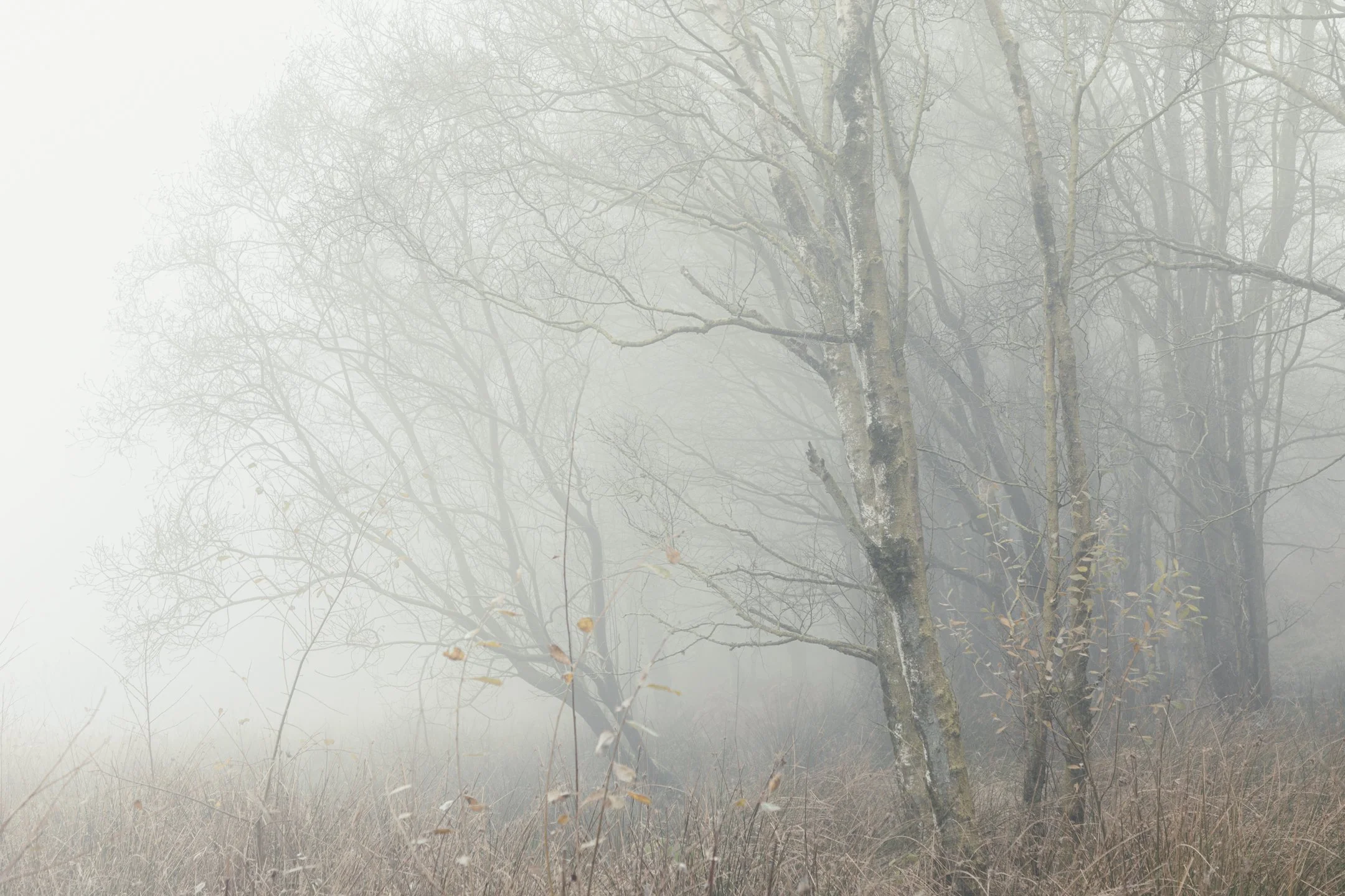 Winter Silver Birch Trees in Fog-5.jpg