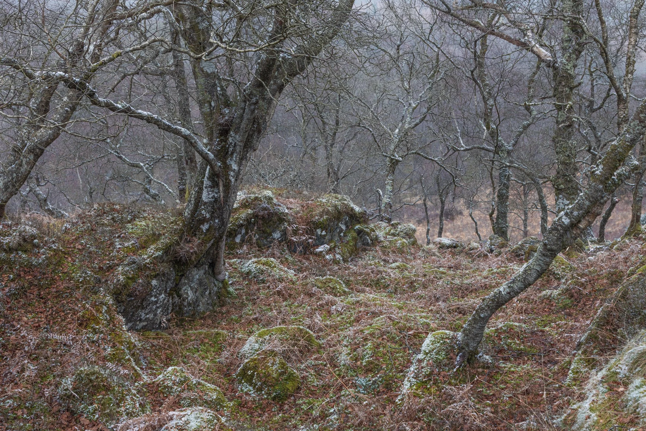 Ancient Silver Birch Woodland in Snowdonia
