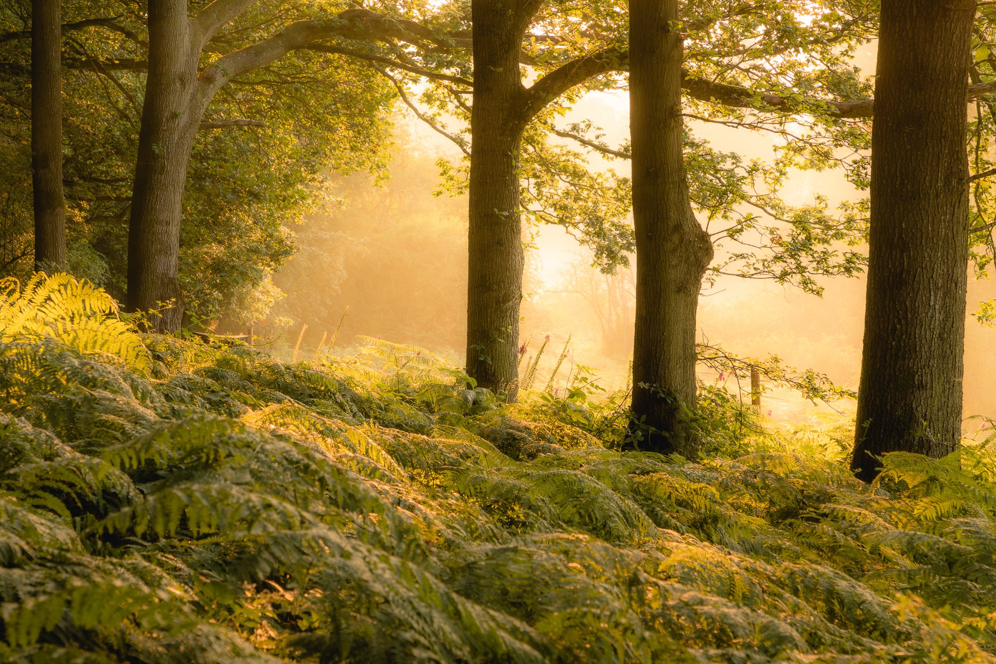 Enchanted Oak Woodland by Brad Carr