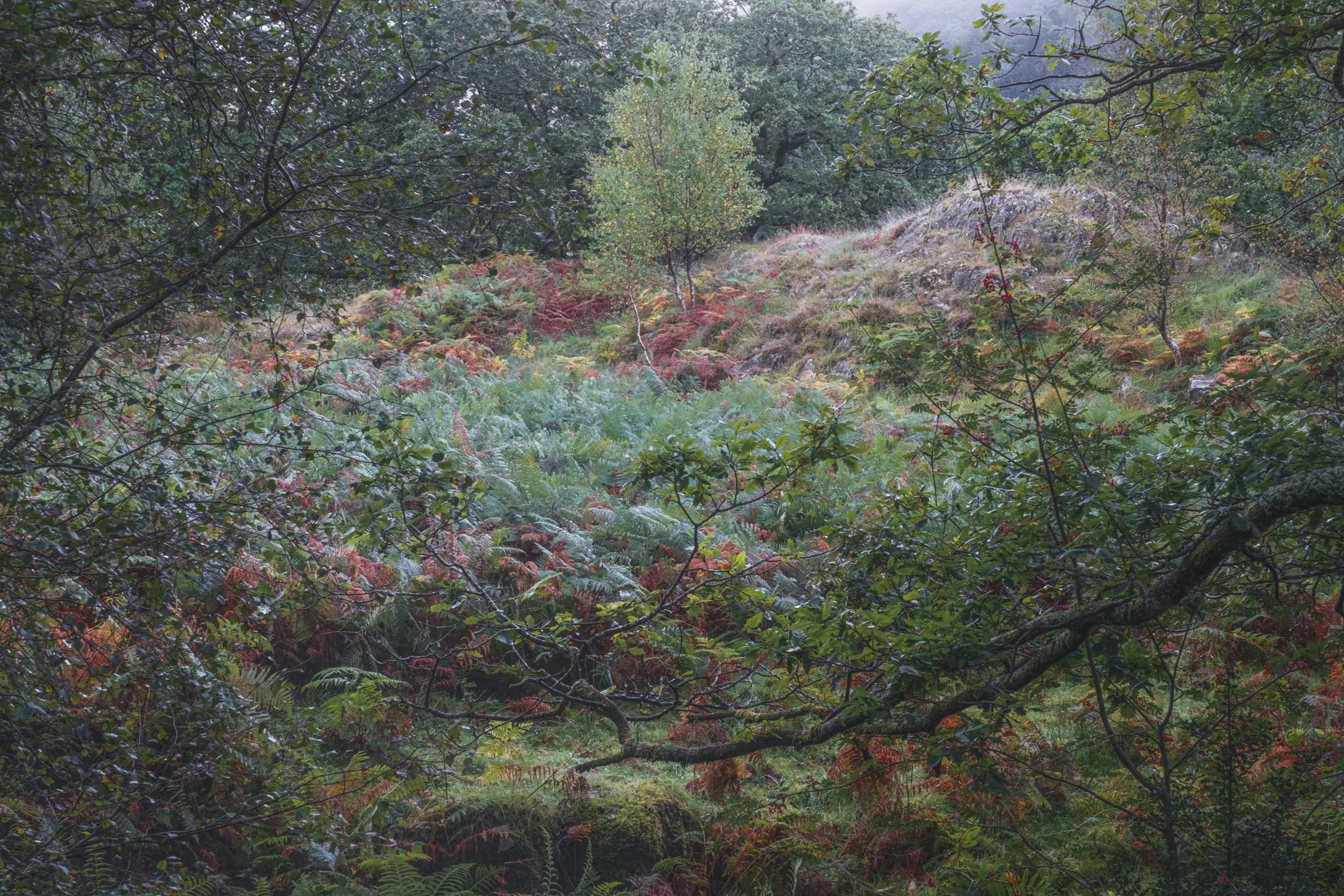 Eryri Autumn Colours