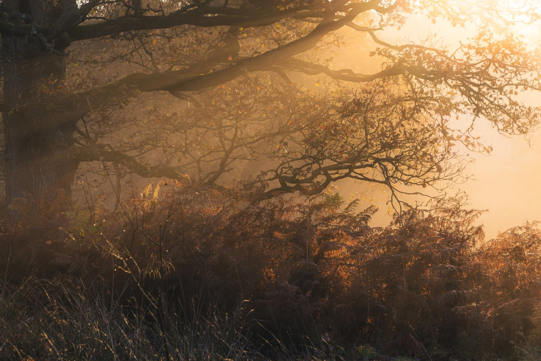 Golden Sunlight in Woodland.jpg