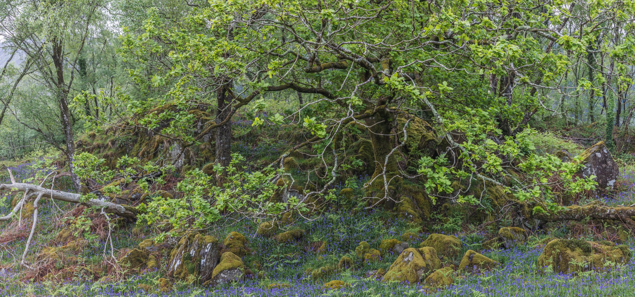 An Introduction to an Intimate Corner of Eryri's Wild Beauty