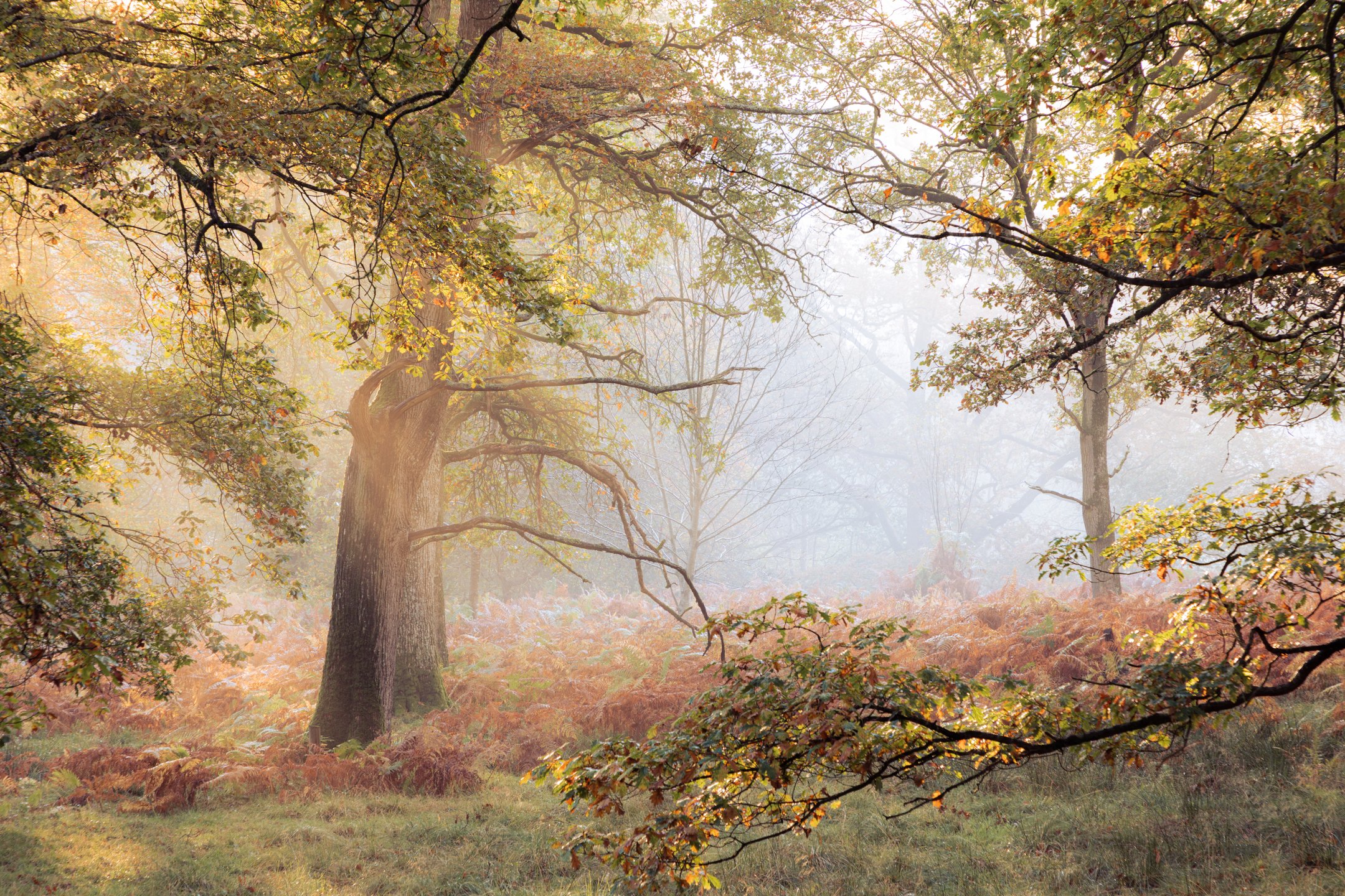 Golden Sunlight Burning Through Fog in Woodland.jpg