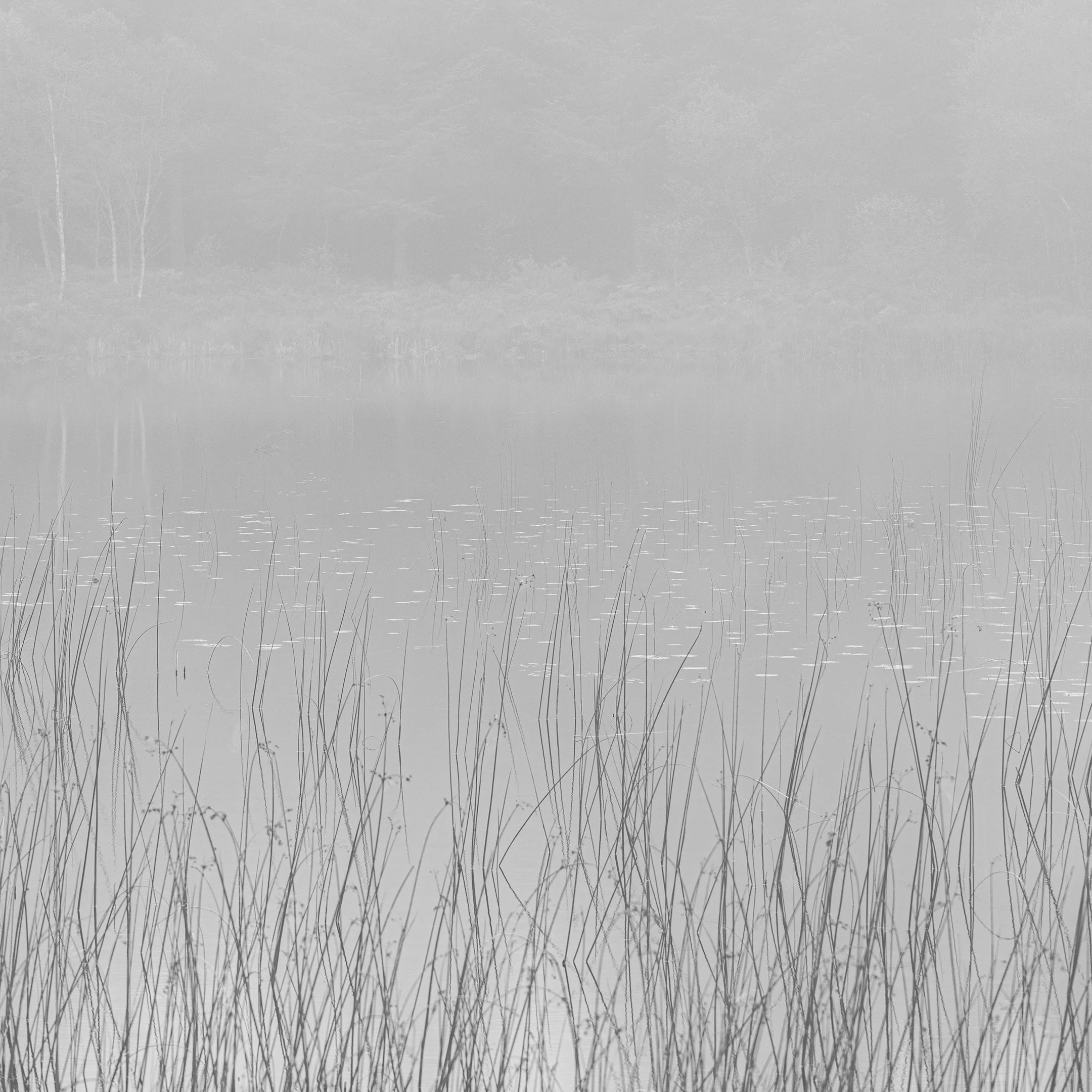 Reeds-3.jpg