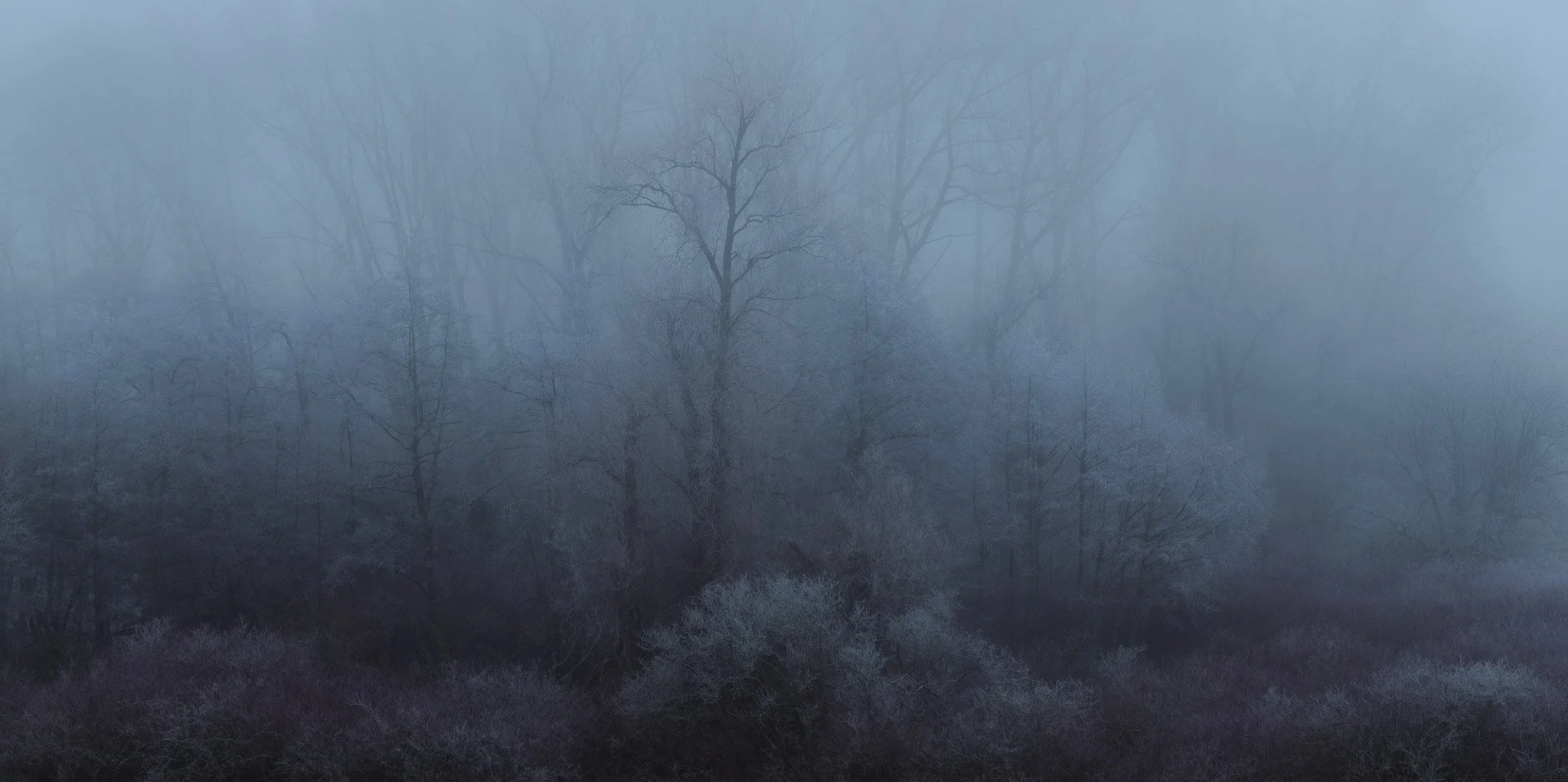 Misty+Woodland+Mid+Wales+Pano.jpg