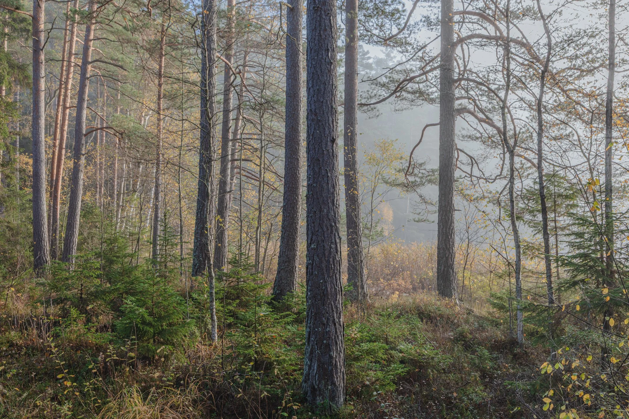 _J3A0296-HDR-2.jpg