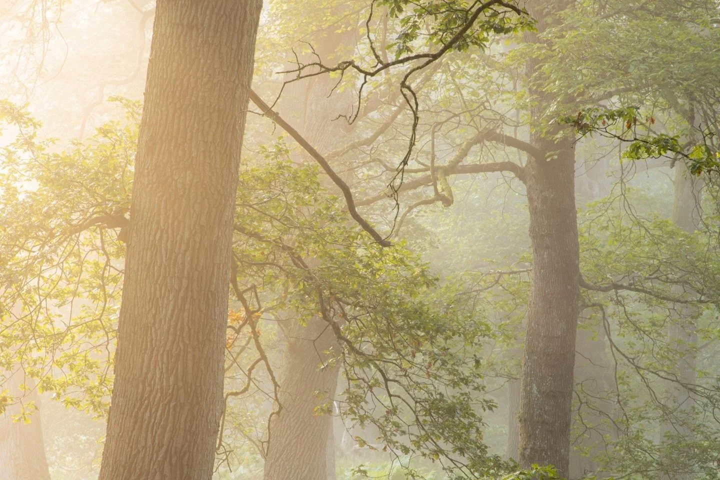 Ancient Oak Woodland in Mid Wales.jpg