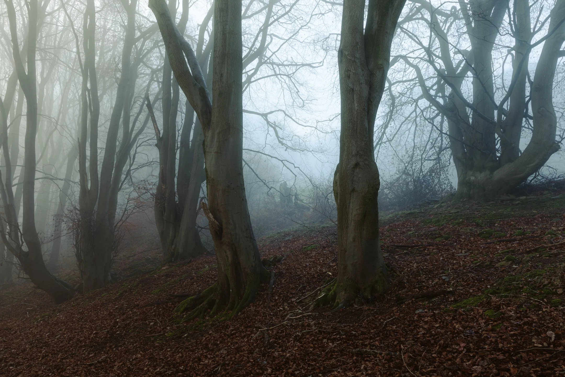 Old Beech Trees in Foggy Woodland.jpg