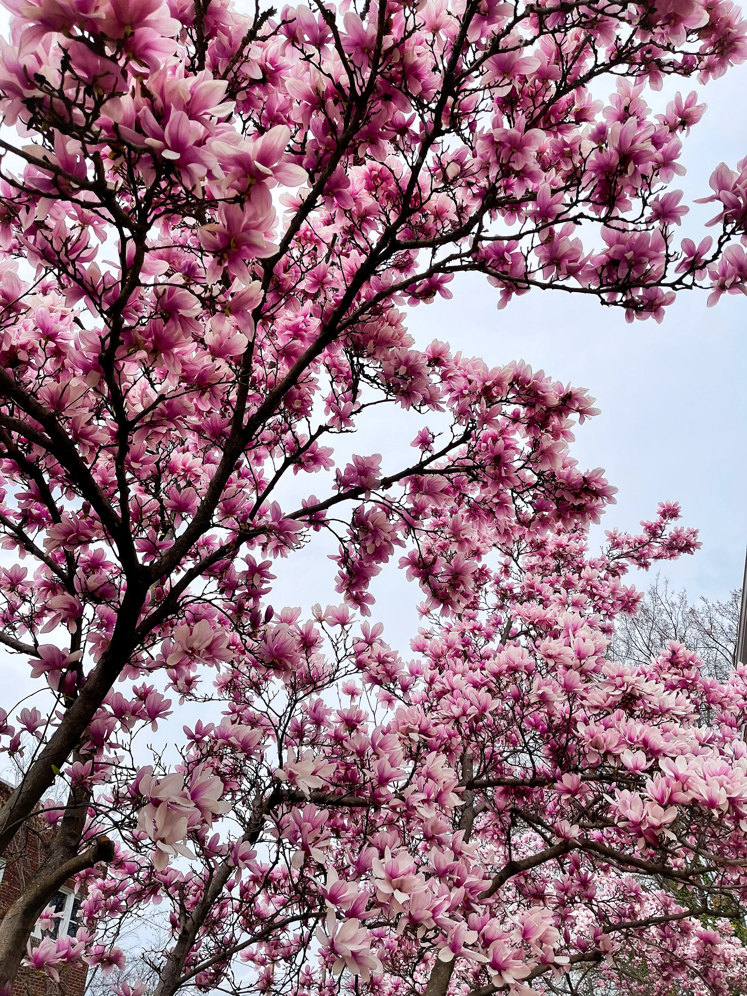 The Healing Powers of Nature