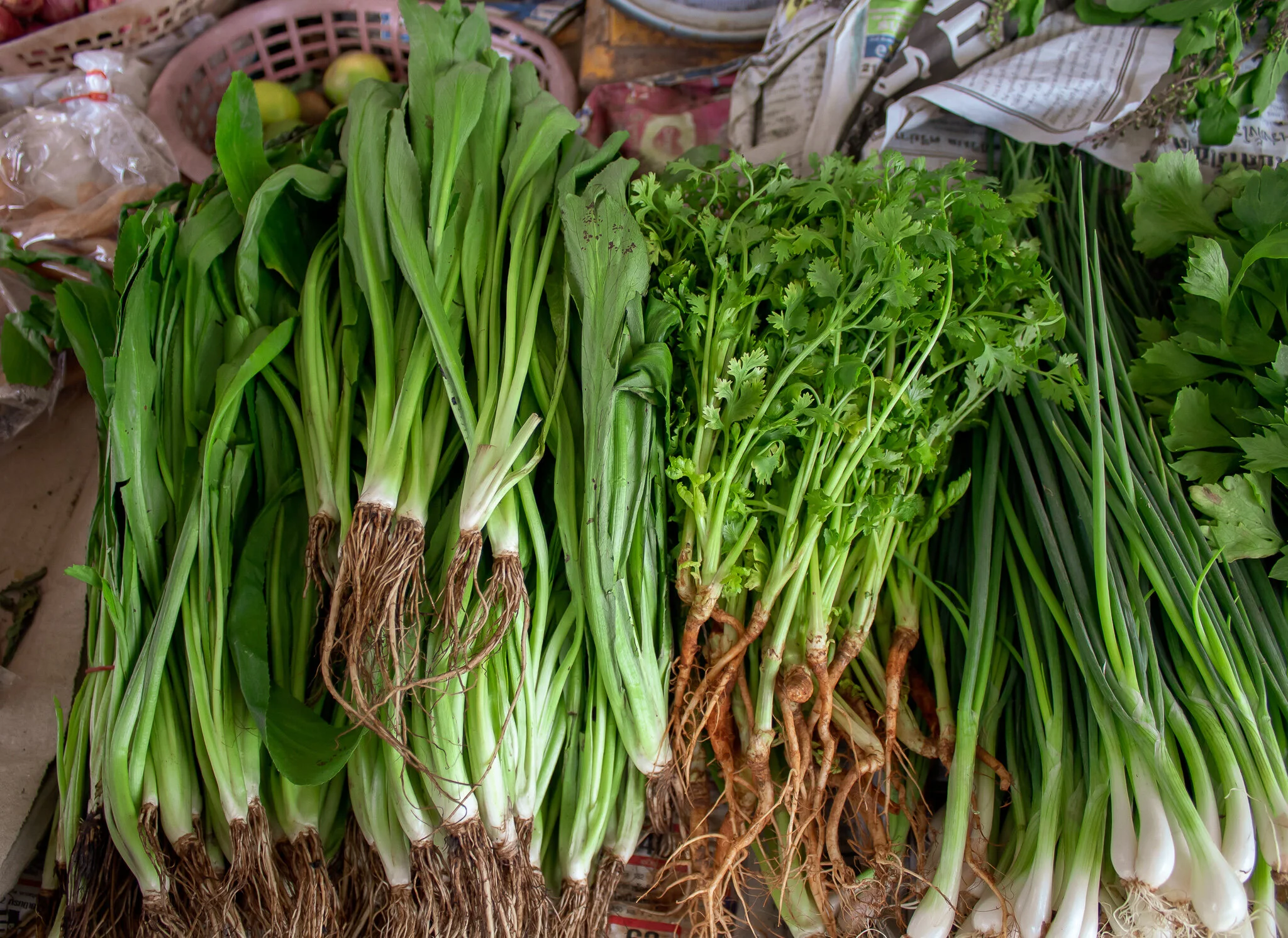EL CILANTRO