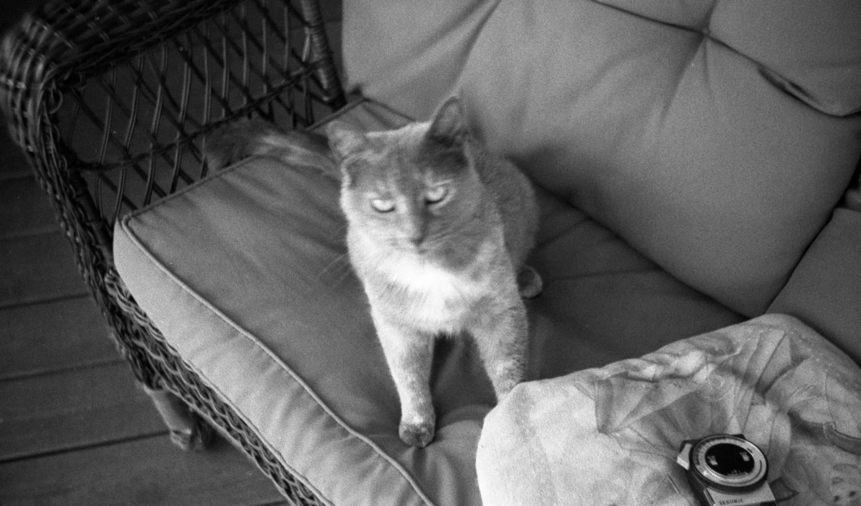 Zeiss Ikon Contina vintage camera missed focus of the cat