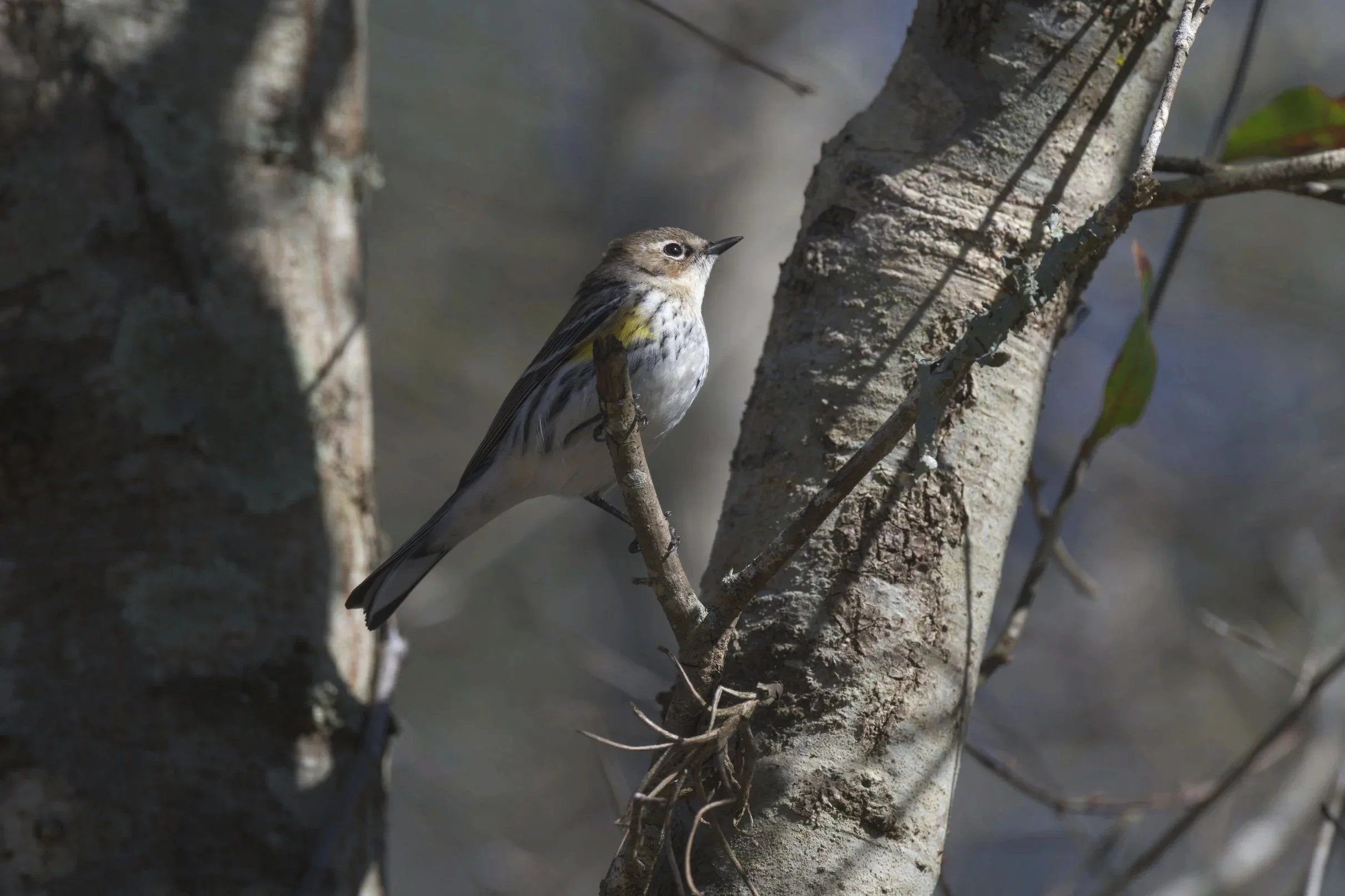 Bird photo with sun behind photographer showing proper lighting for wildlife photography