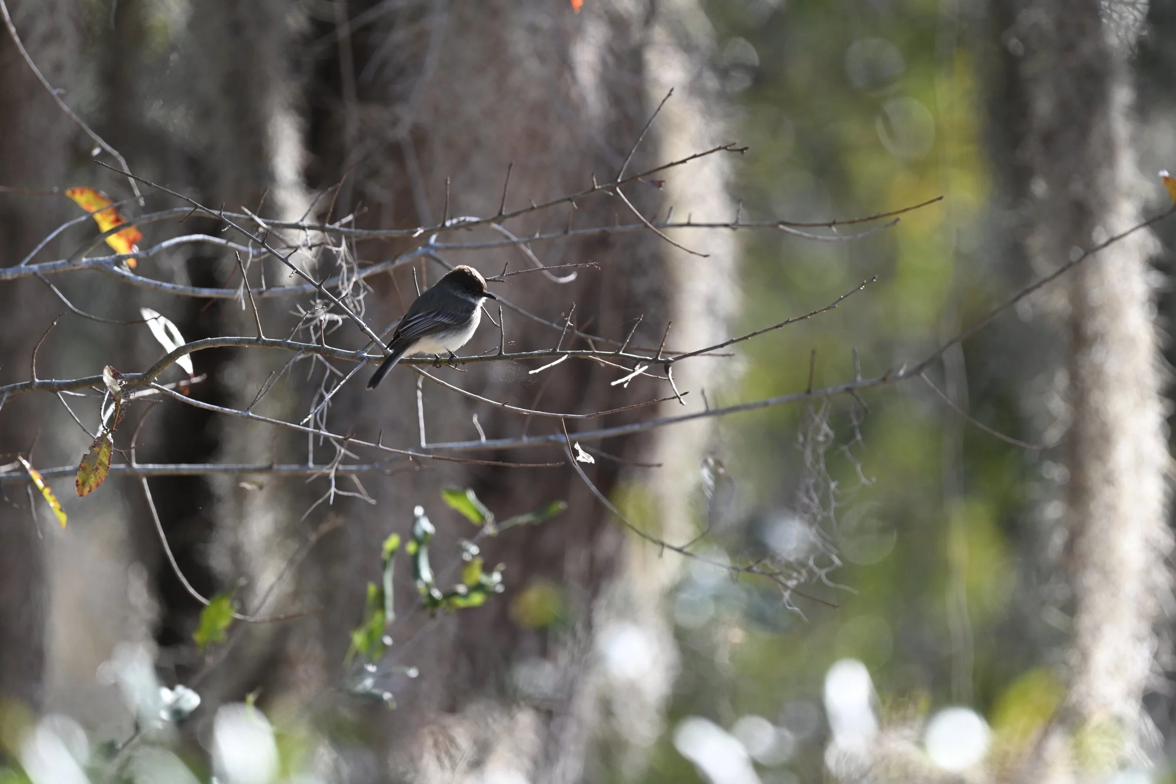 Songbird photographed with Nikon ZF at Cheeto Branch Reserve Wildlife Management Area Florida