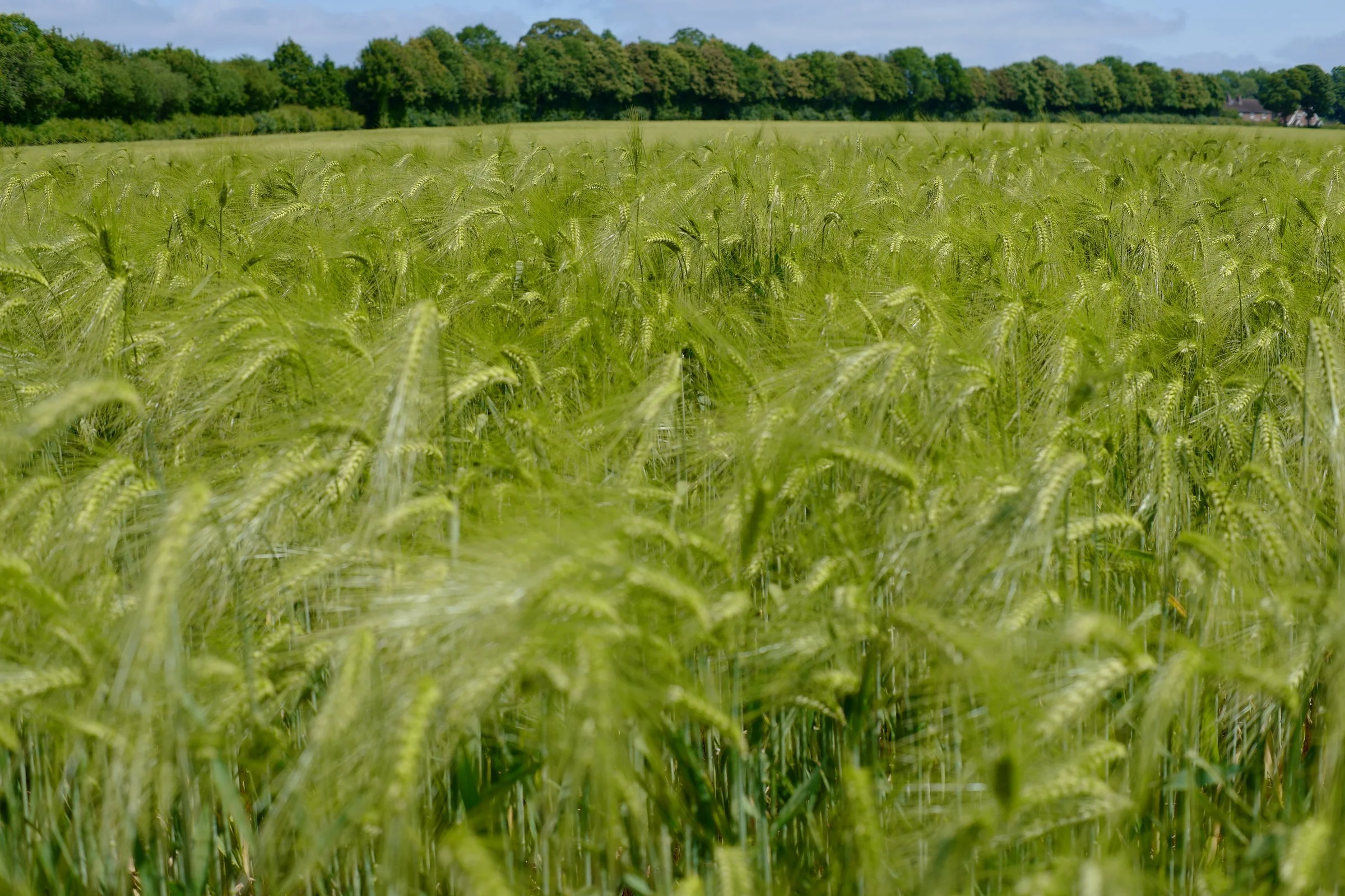 Wheat field south of London England on the Pilgrim's Way