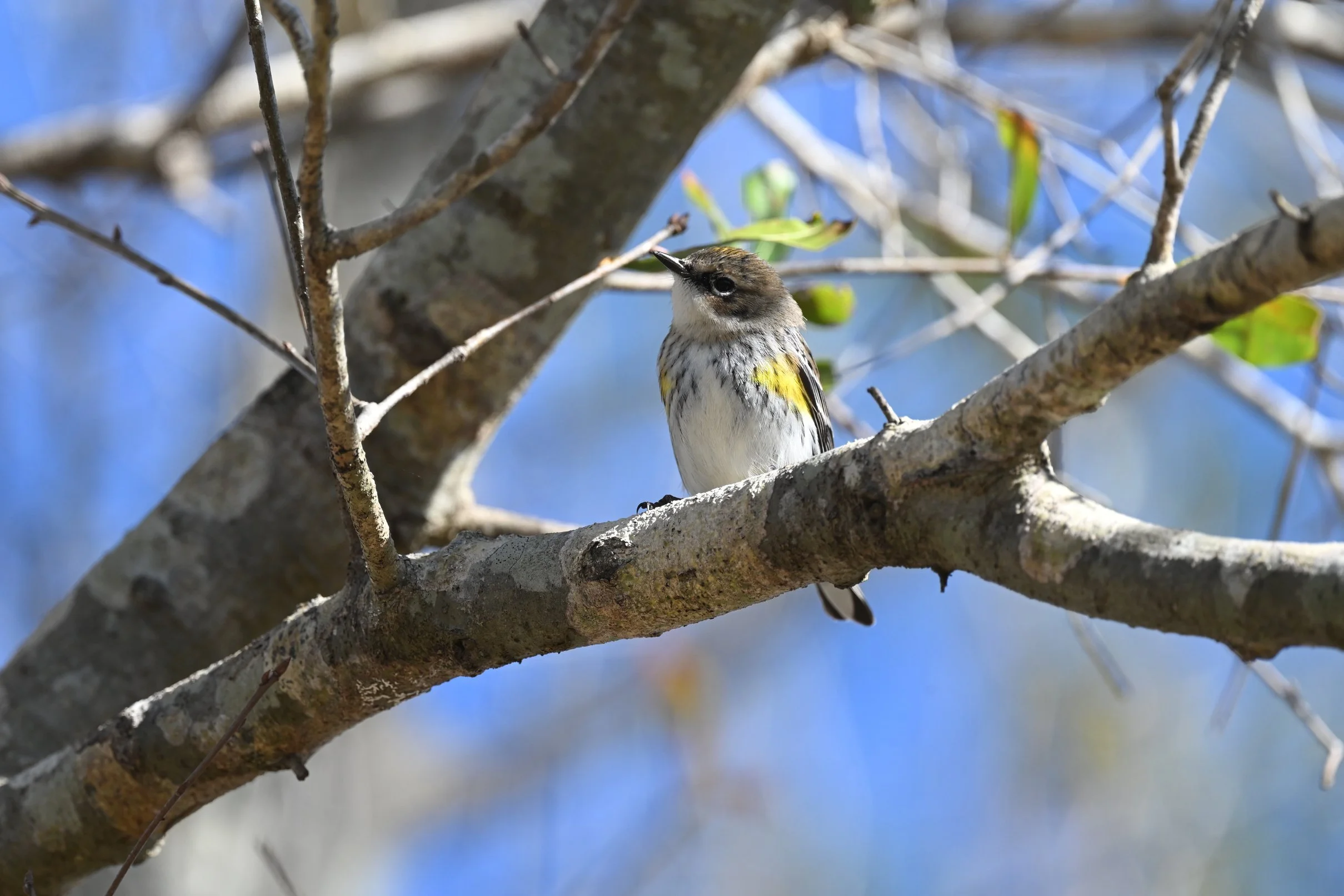 Testing the Nikon ZF for Wildlife Photography: Can a Retro Camera Shoot Birds?