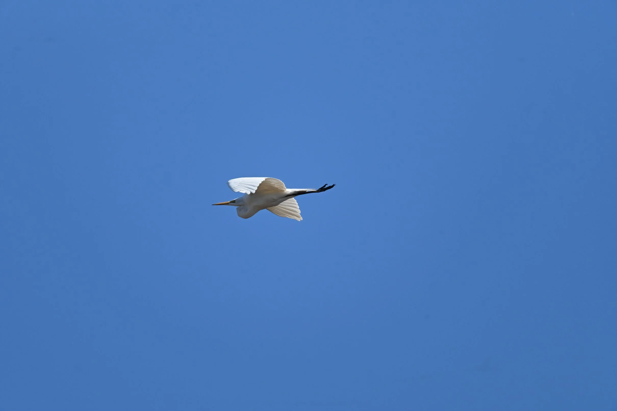 Bird in flight captured with Nikon ZF and 700mm adapted setup