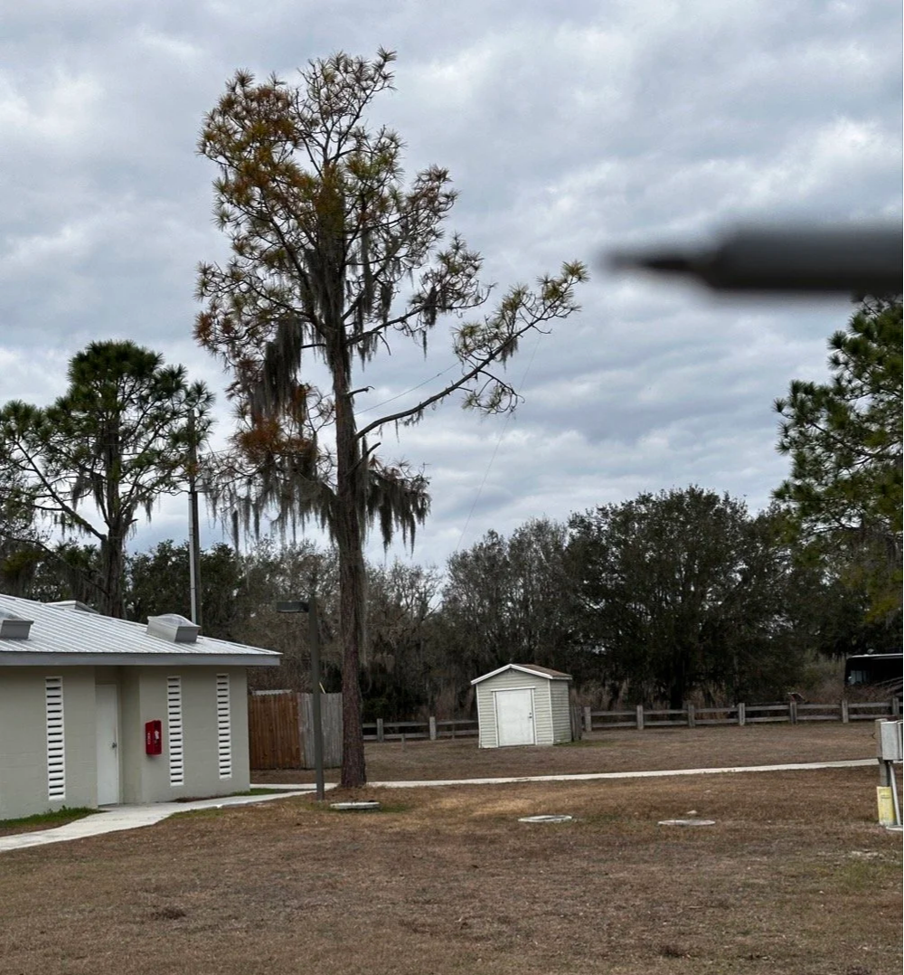 Large oak tree with Spanish moss for 65 foot random wire EFHW antenna support at Florida state park POTA