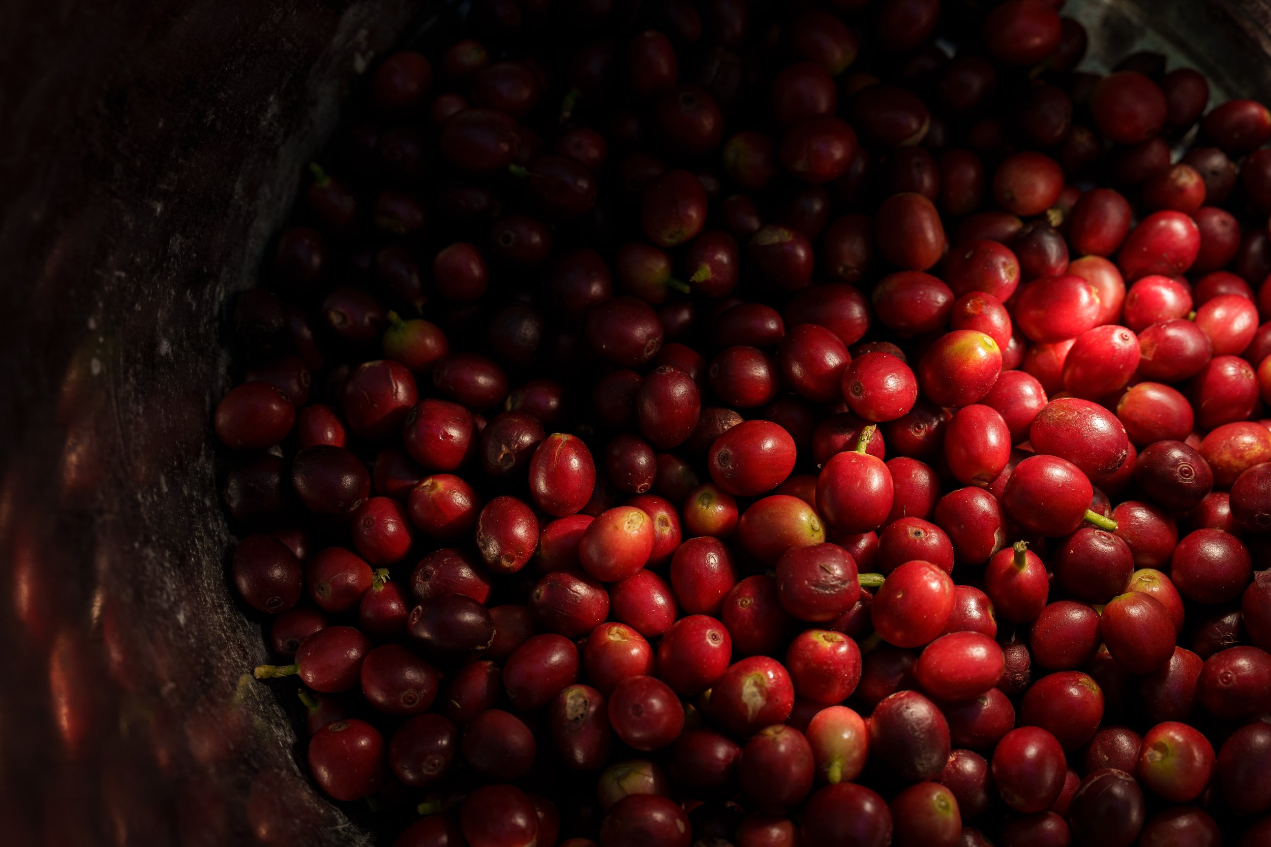 Coffee Mentality - Seventeen Mile Rocks (9 of 58).jpg