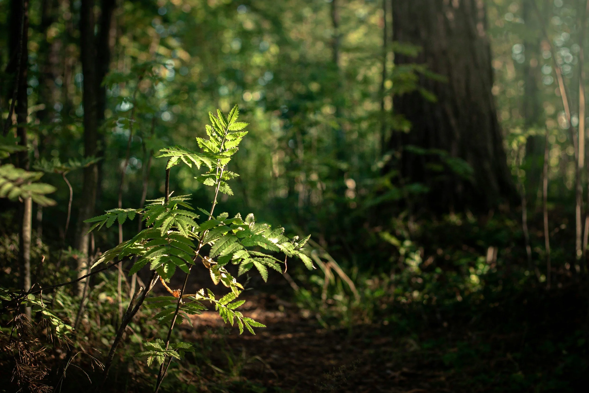 unsplash-image-RnDXZXcfgGI.jpg