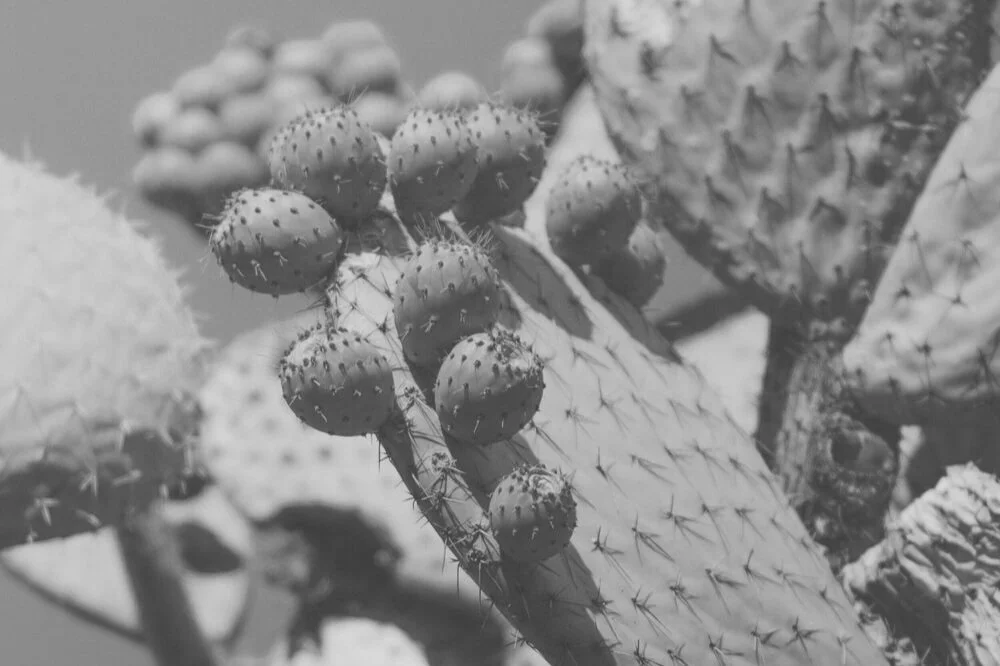 Therapists In Mesa Arizona Cactus Flower Healing