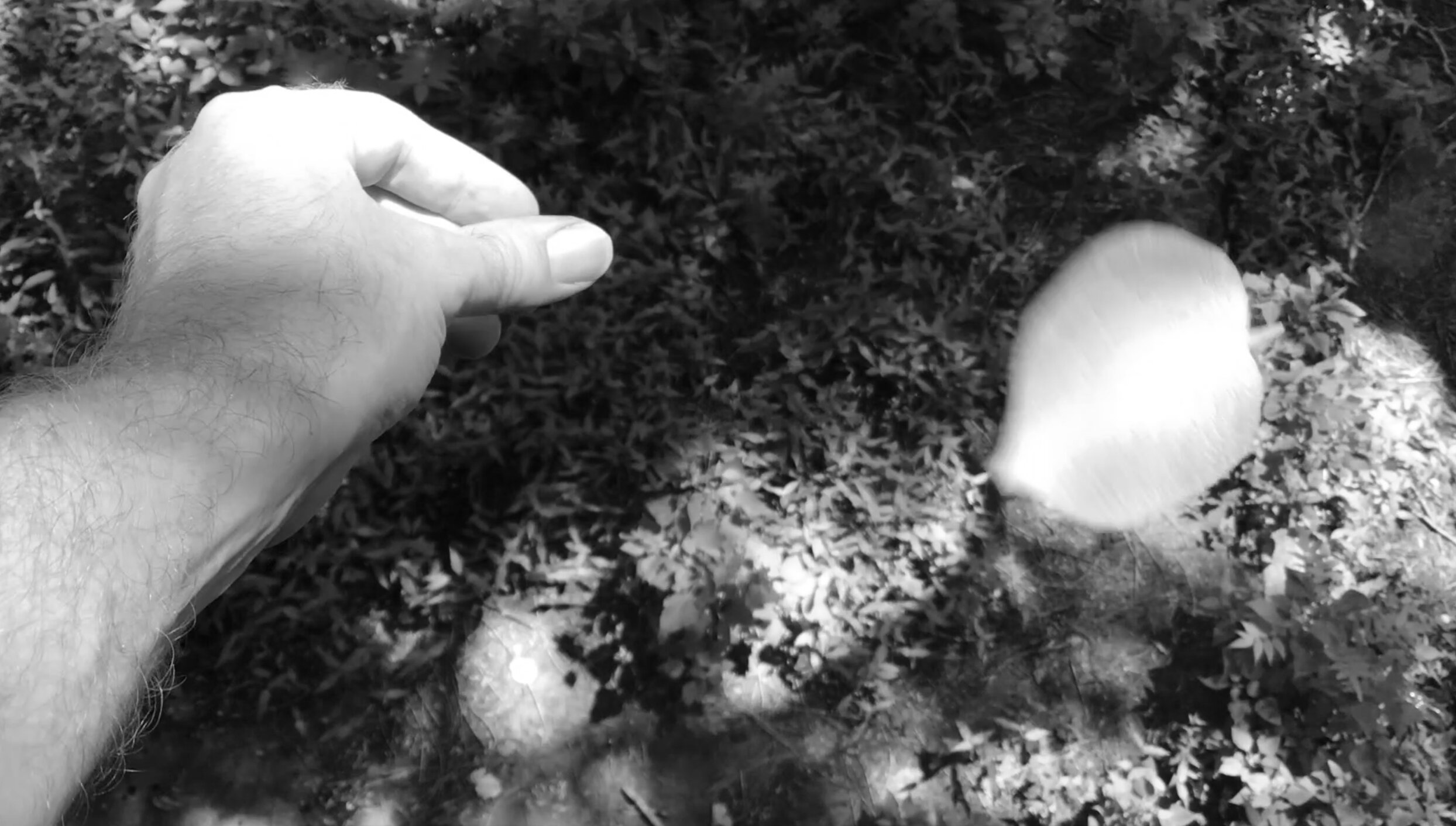 In Touch, multimedia project including drawings, video, and photographs, 2020
